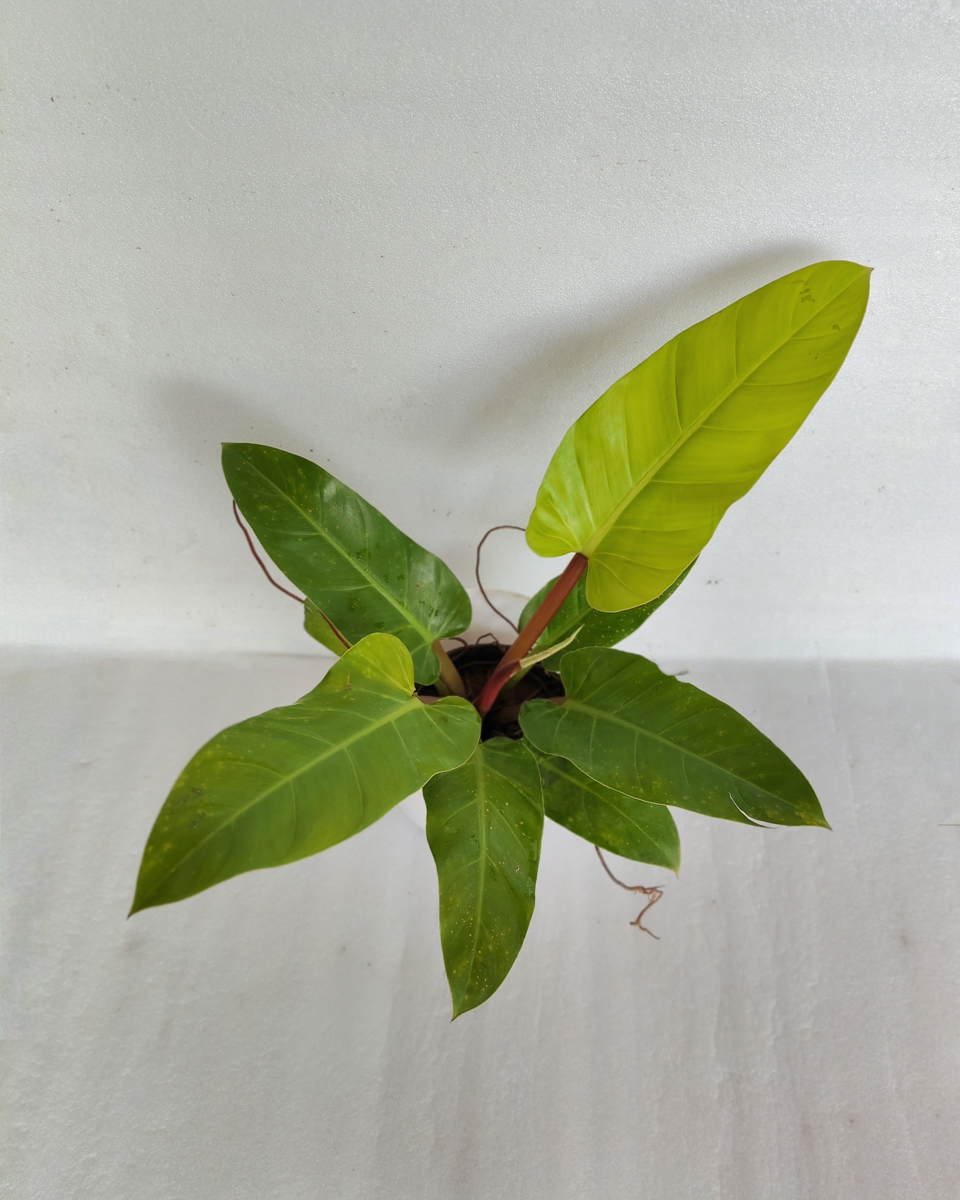 Philodendron Golden Melinoni