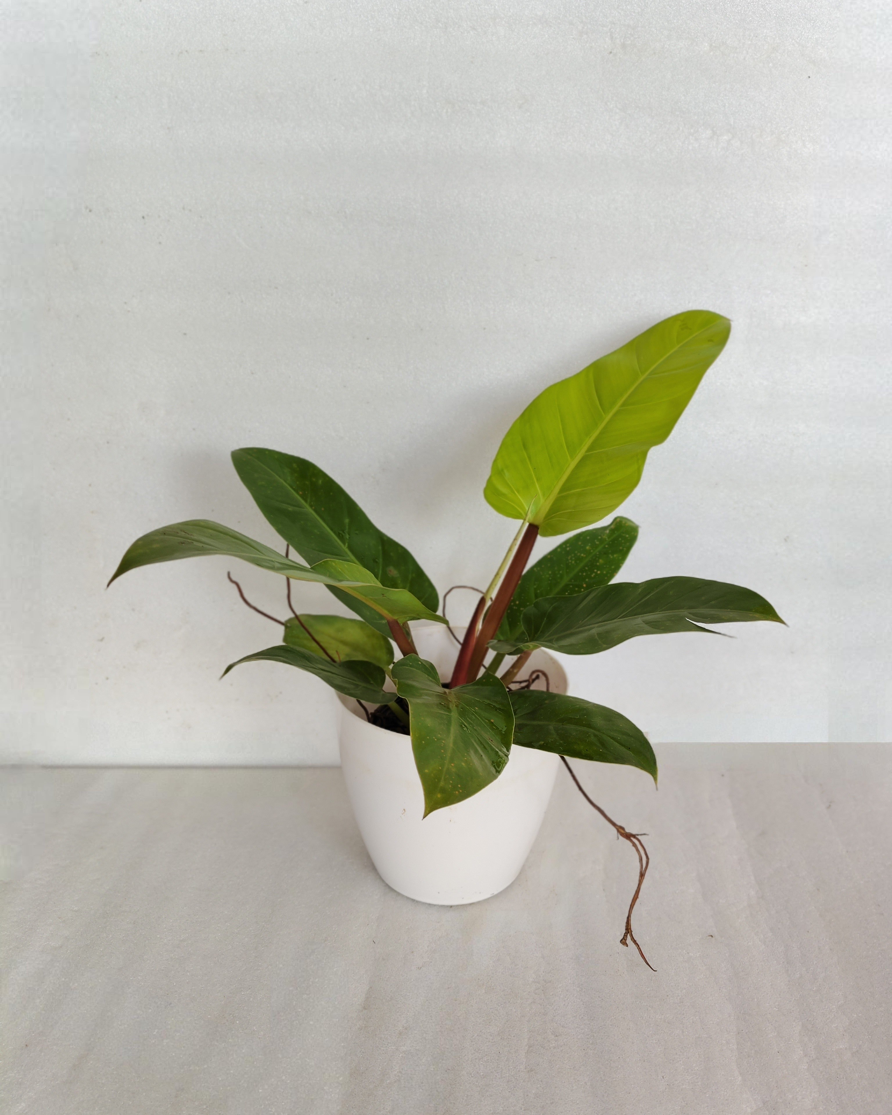 Philodendron Golden Melinoni