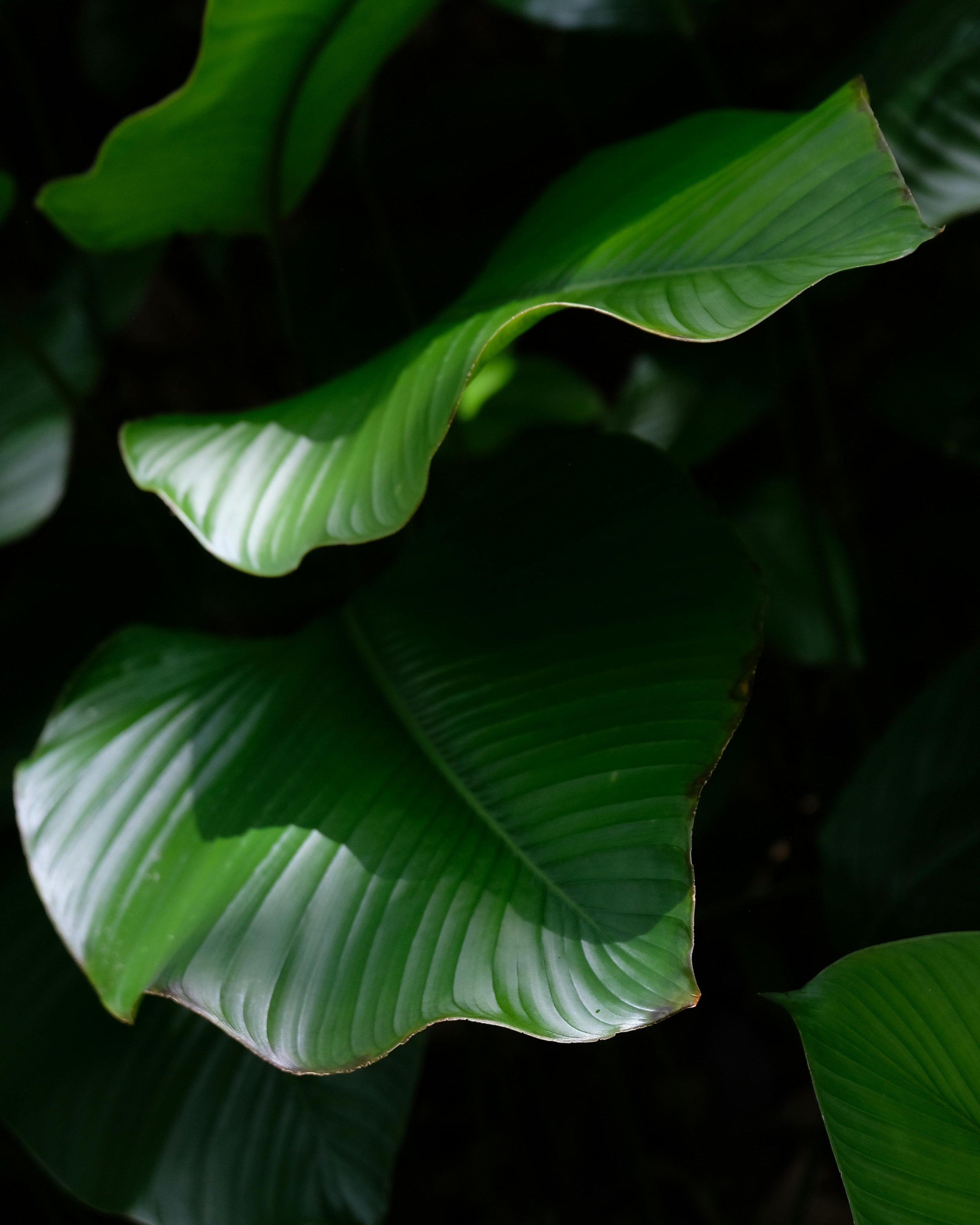 Calathea Lutea
