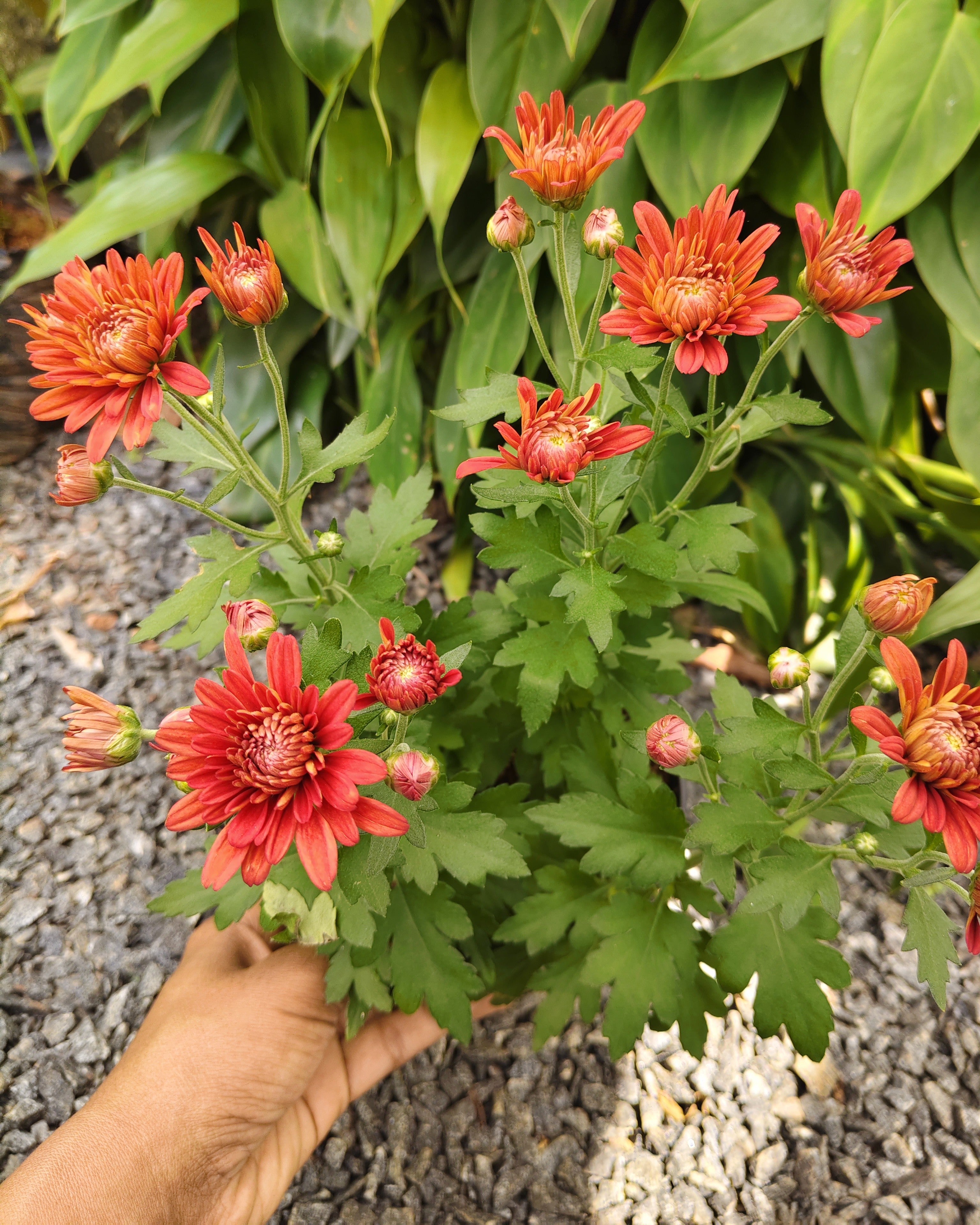 Chrysanthemum | Jamanthi Red