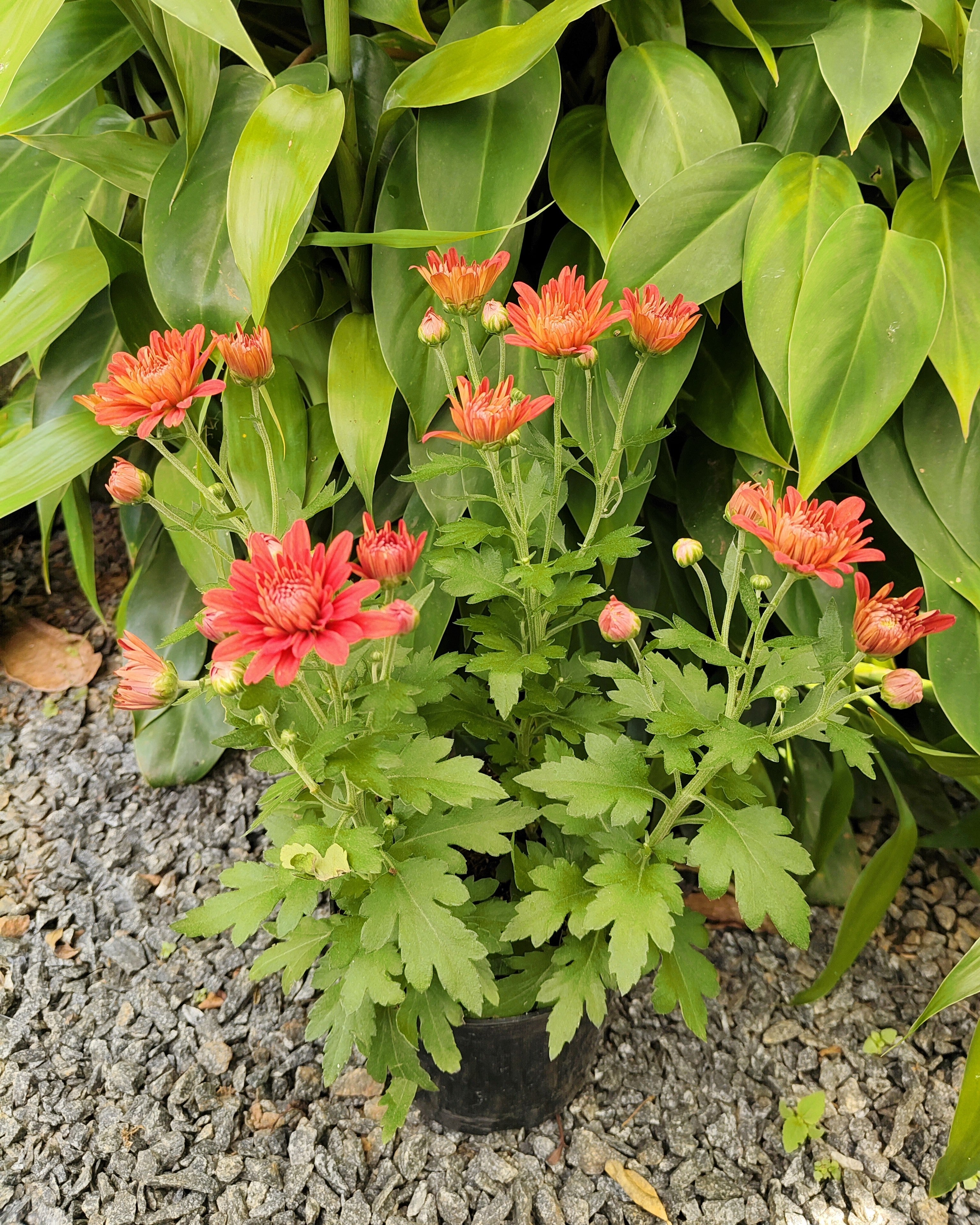 Chrysanthemum | Jamanthi Red