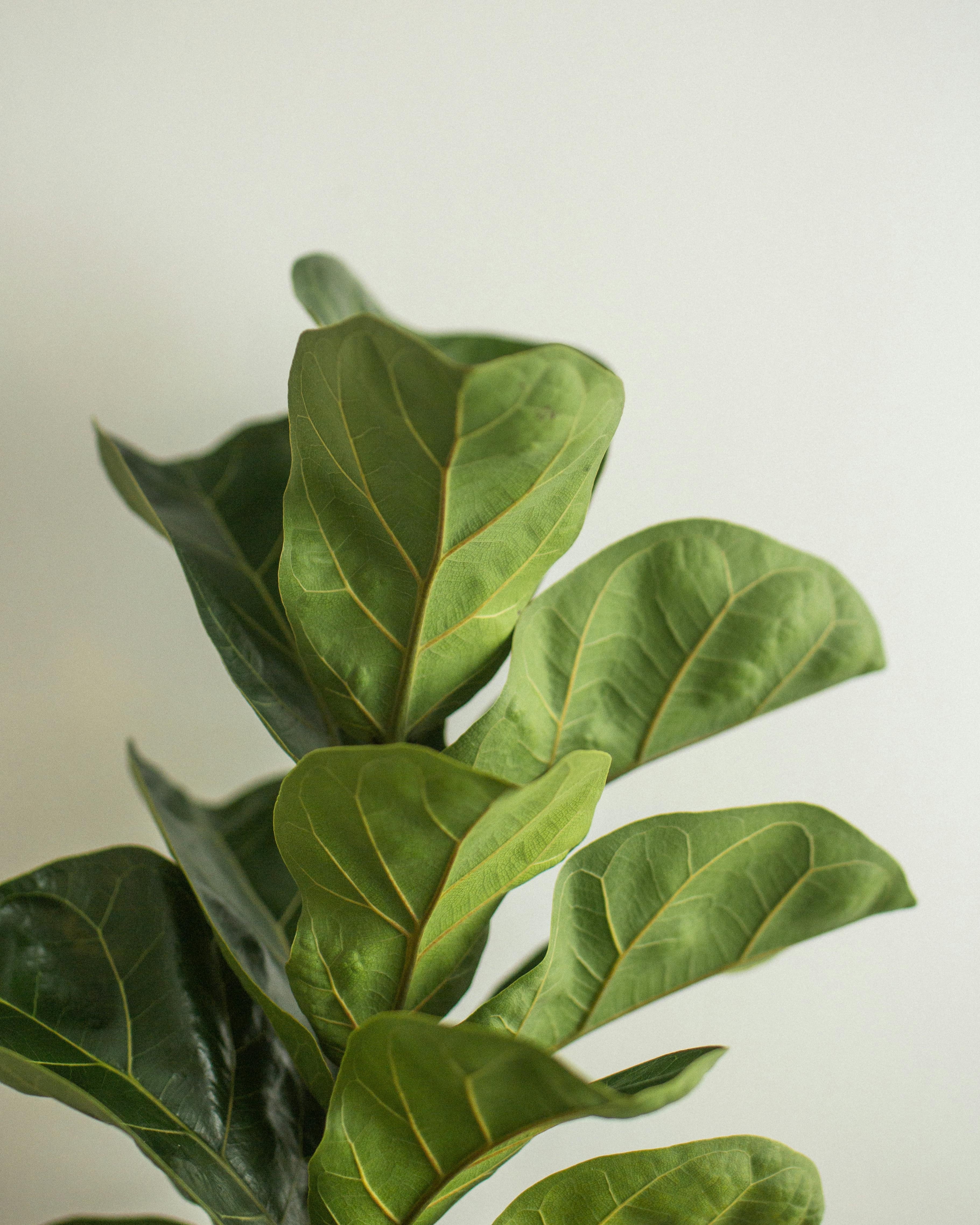 Fiddle Leaf Fig | Miniature