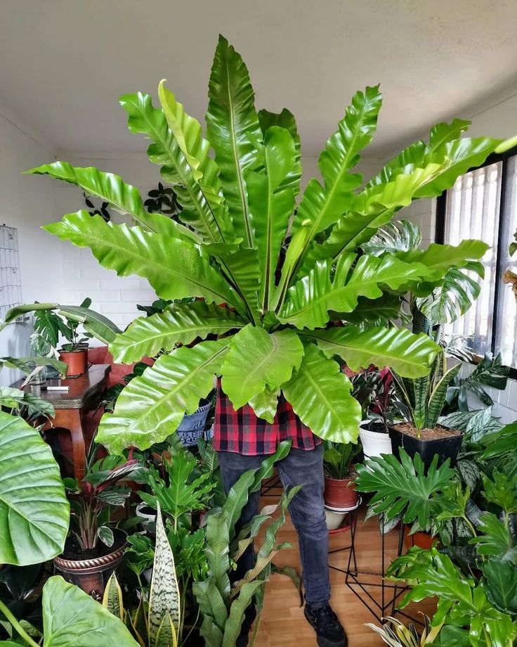 Bird Nest Fern