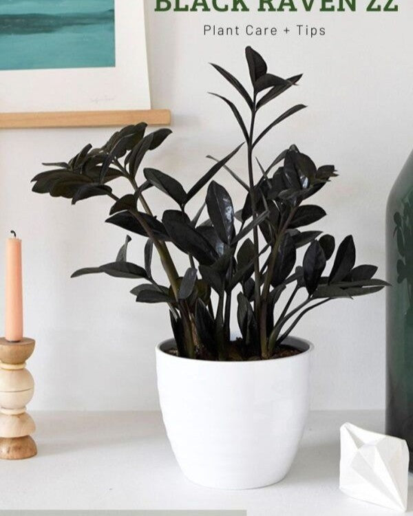 ZZ Black Plant
