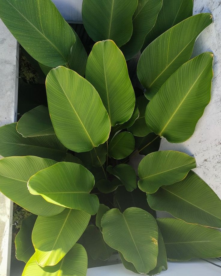 Calathea Lutea