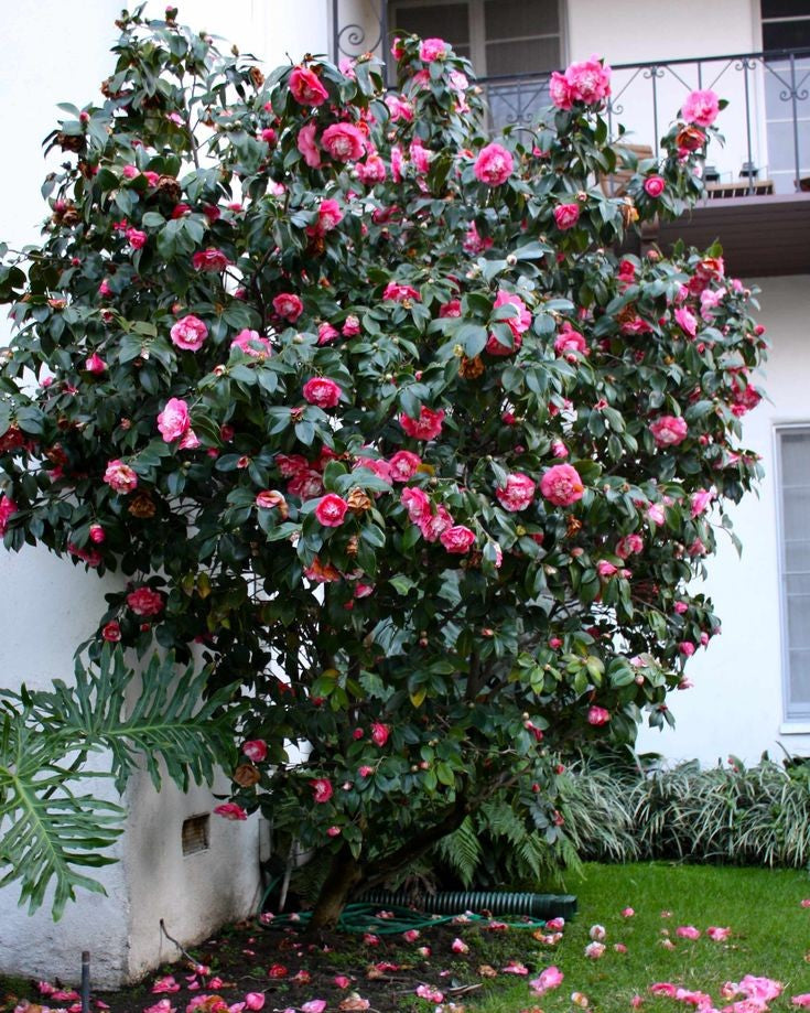 Camelia