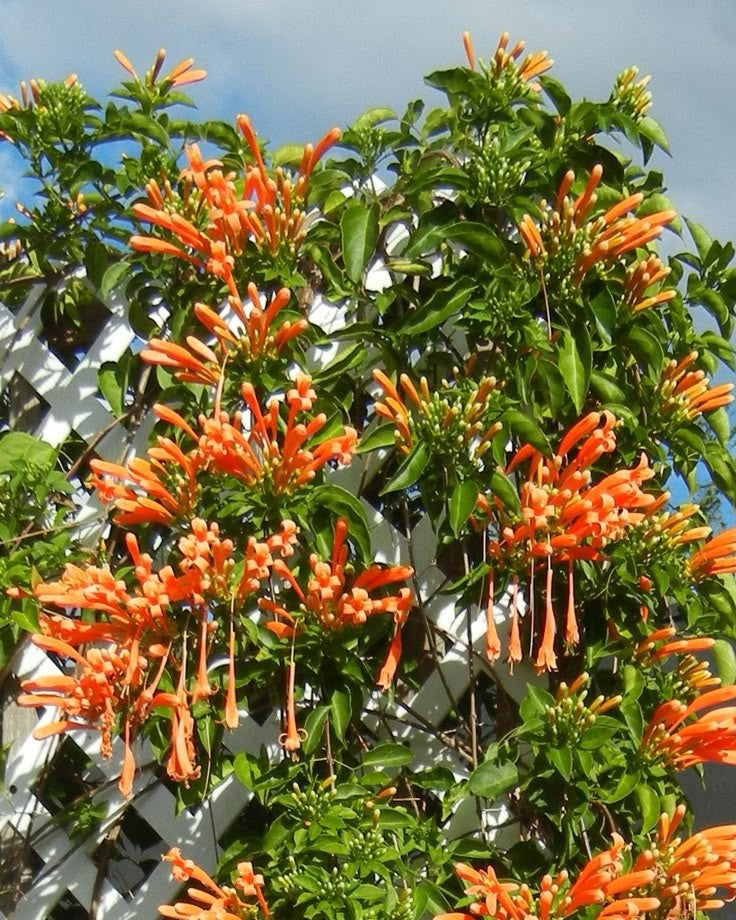 Flame Vine - Ottumulla