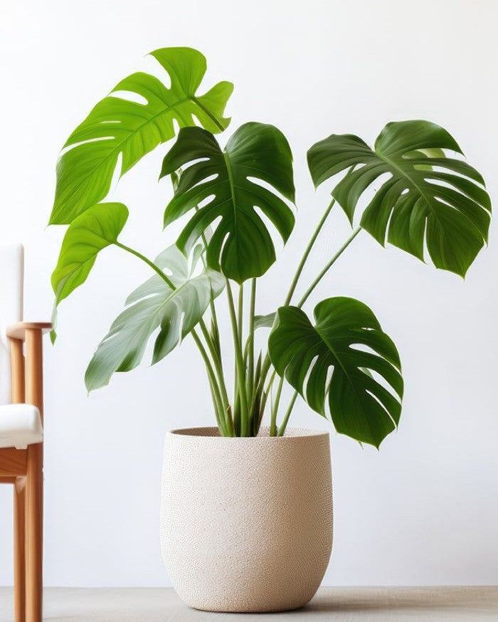 Monstera Deliciosa