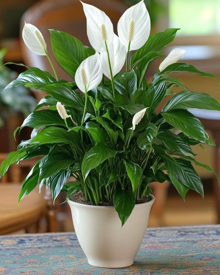 Peace Lily | Single Plant