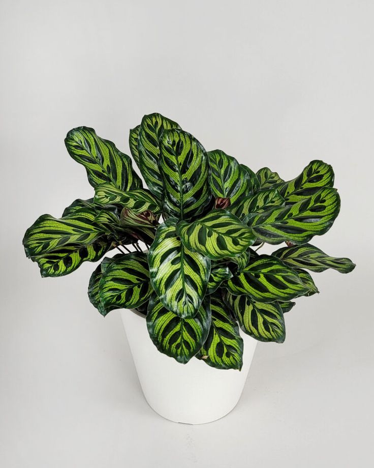 Calathea Peacock