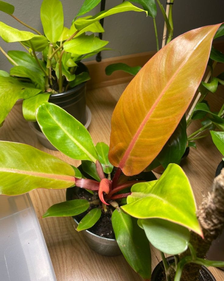 Philodendron Prince Of Orange
