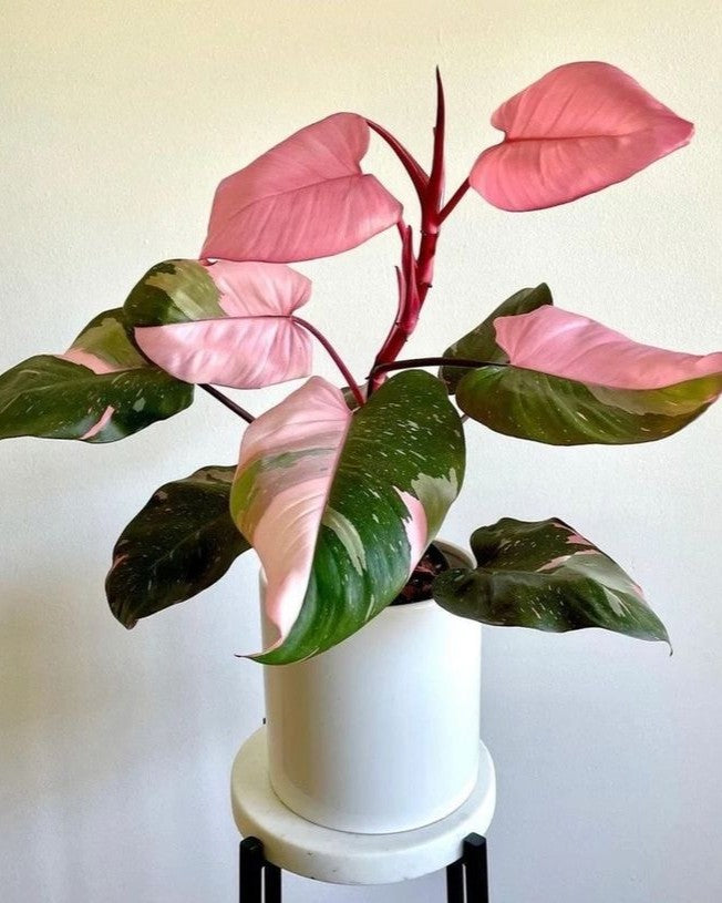 Philodendron White Princess With Pink