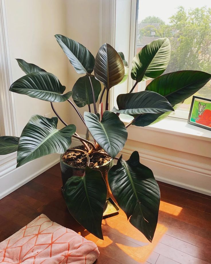 Philodendron Rojo Congo