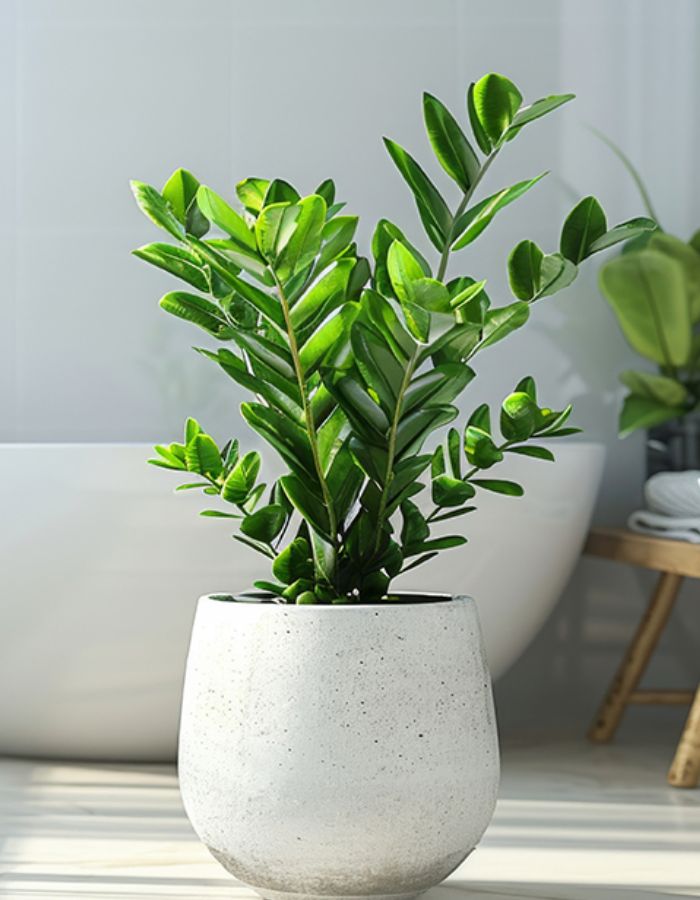 ZZ Green Plant