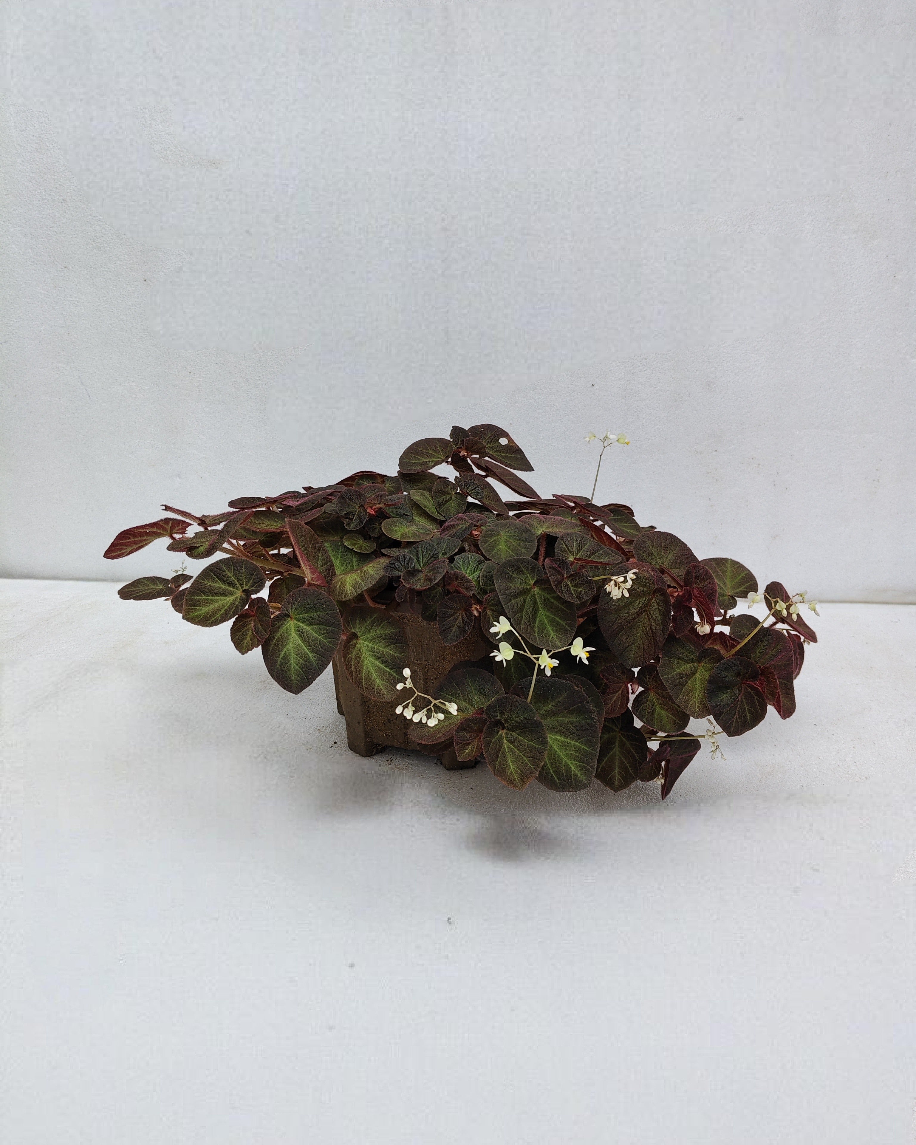 Begonia | Single Plant