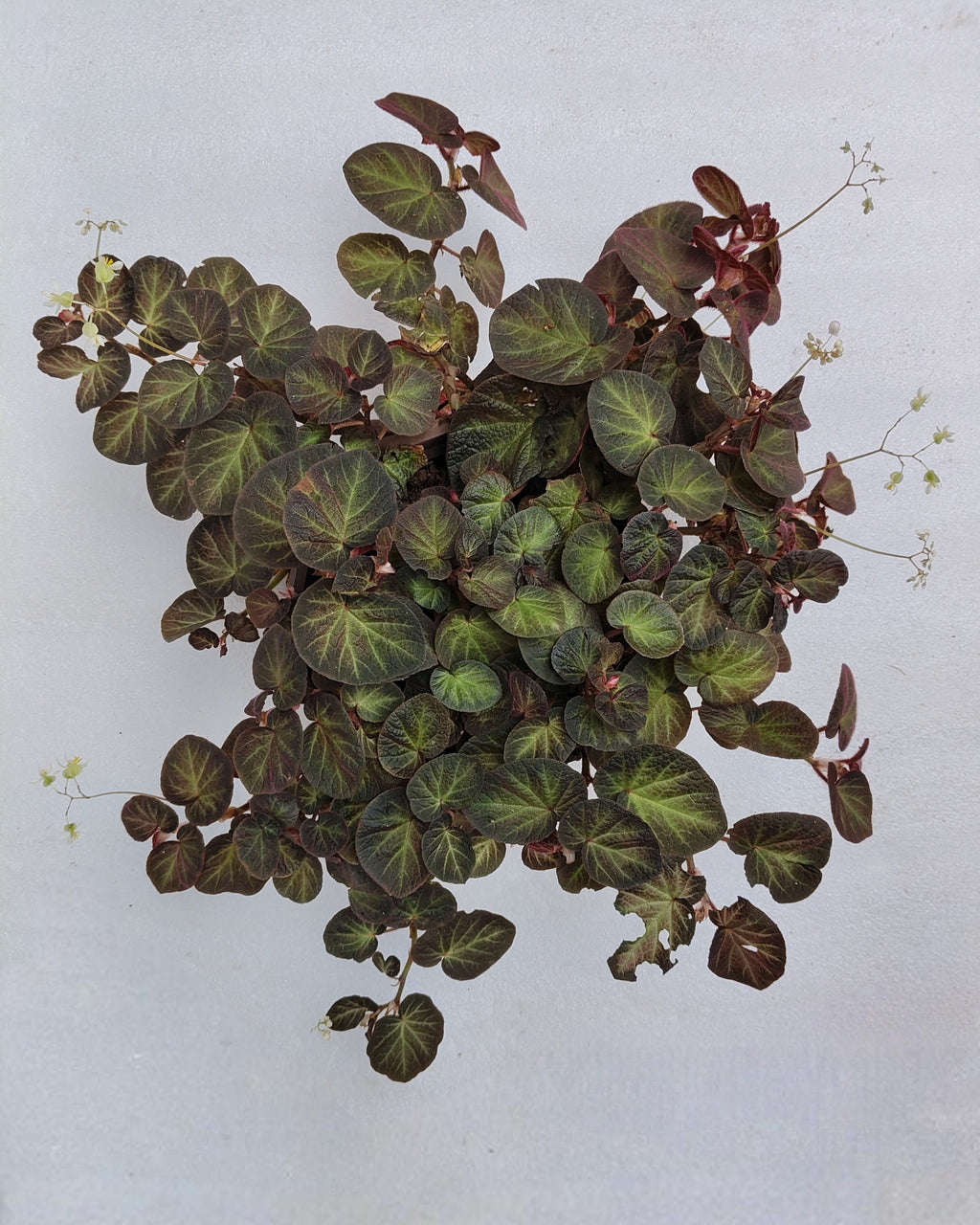 Begonia | Single Plant