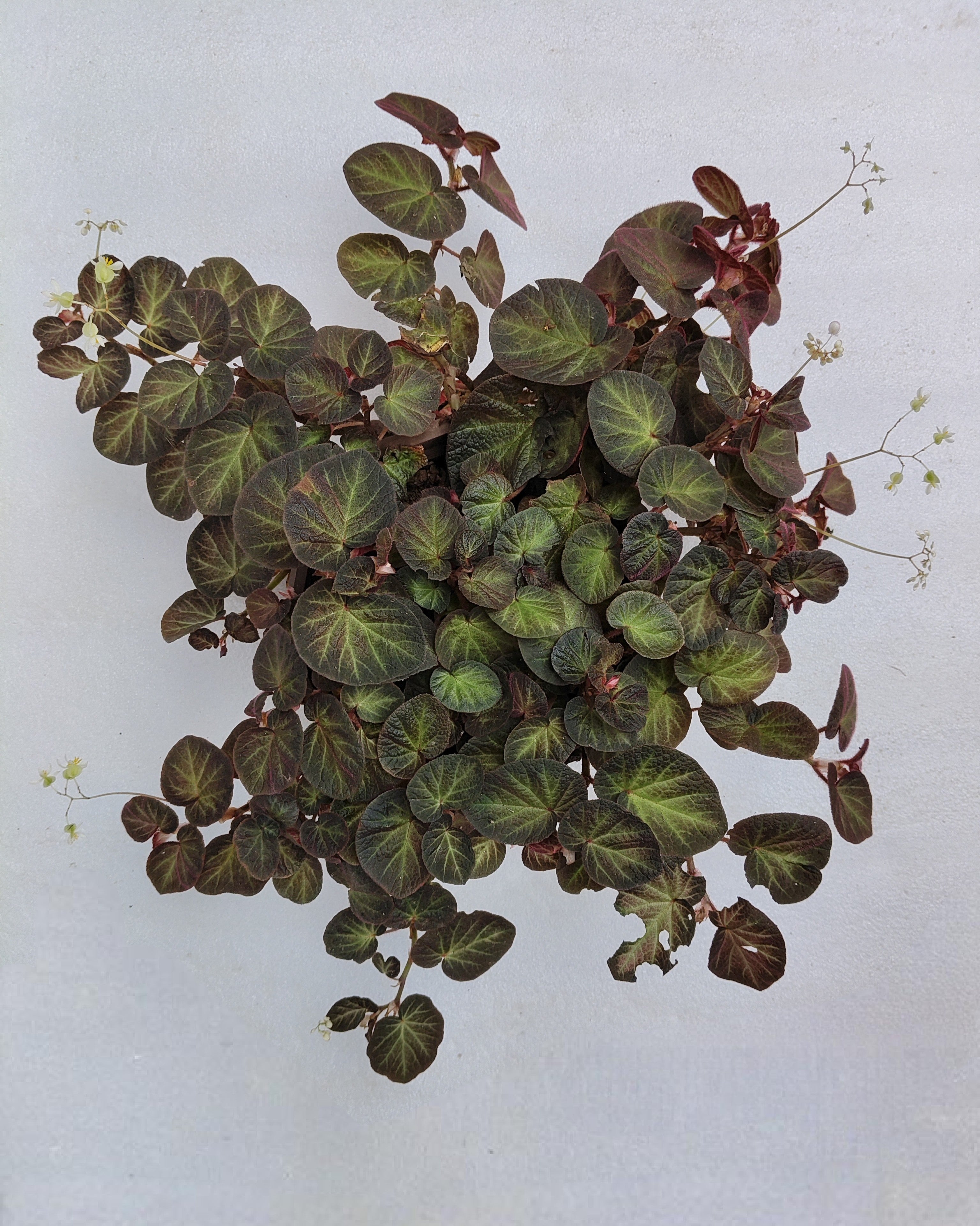 Begonia | Single Plant