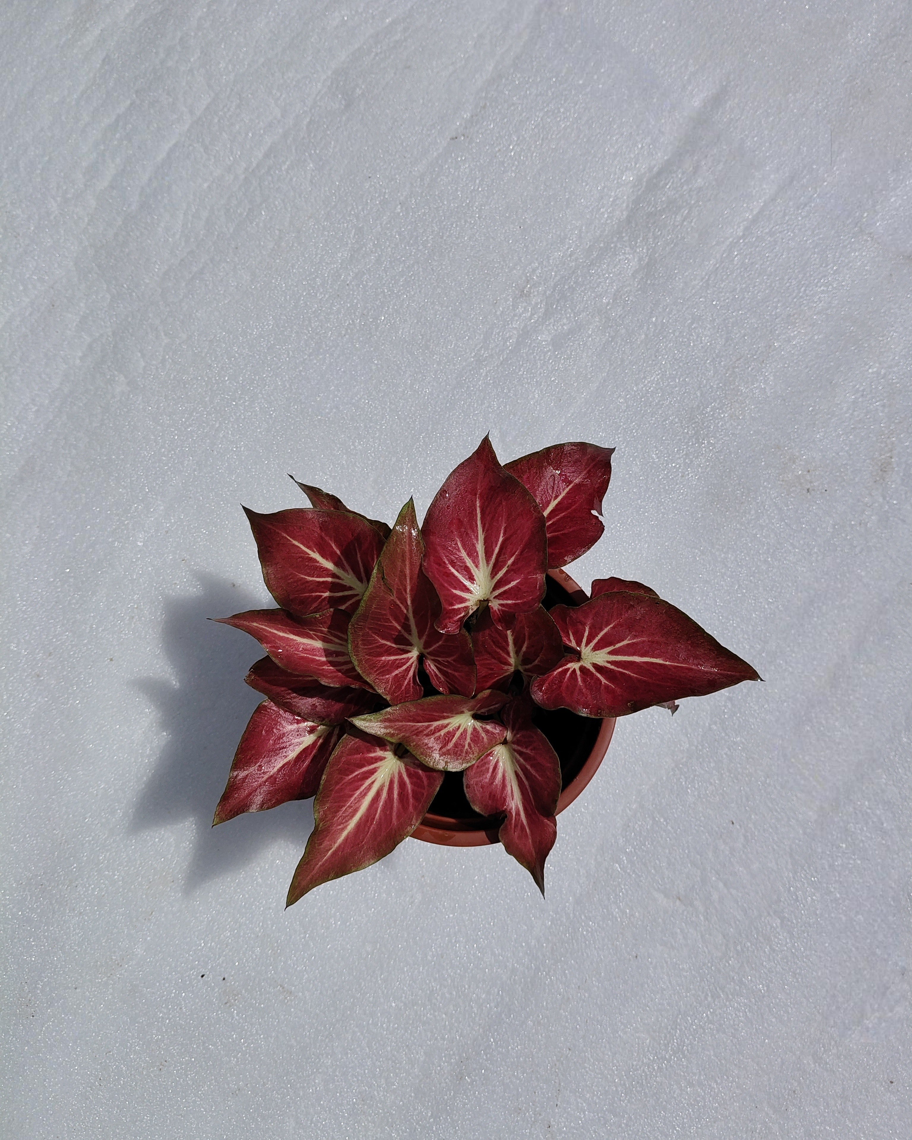 Caladium Rich Of Thai