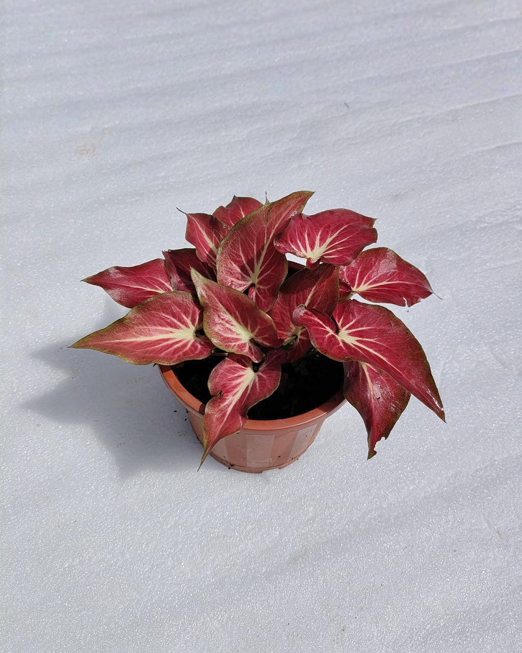 Caladium Rich Of Thai