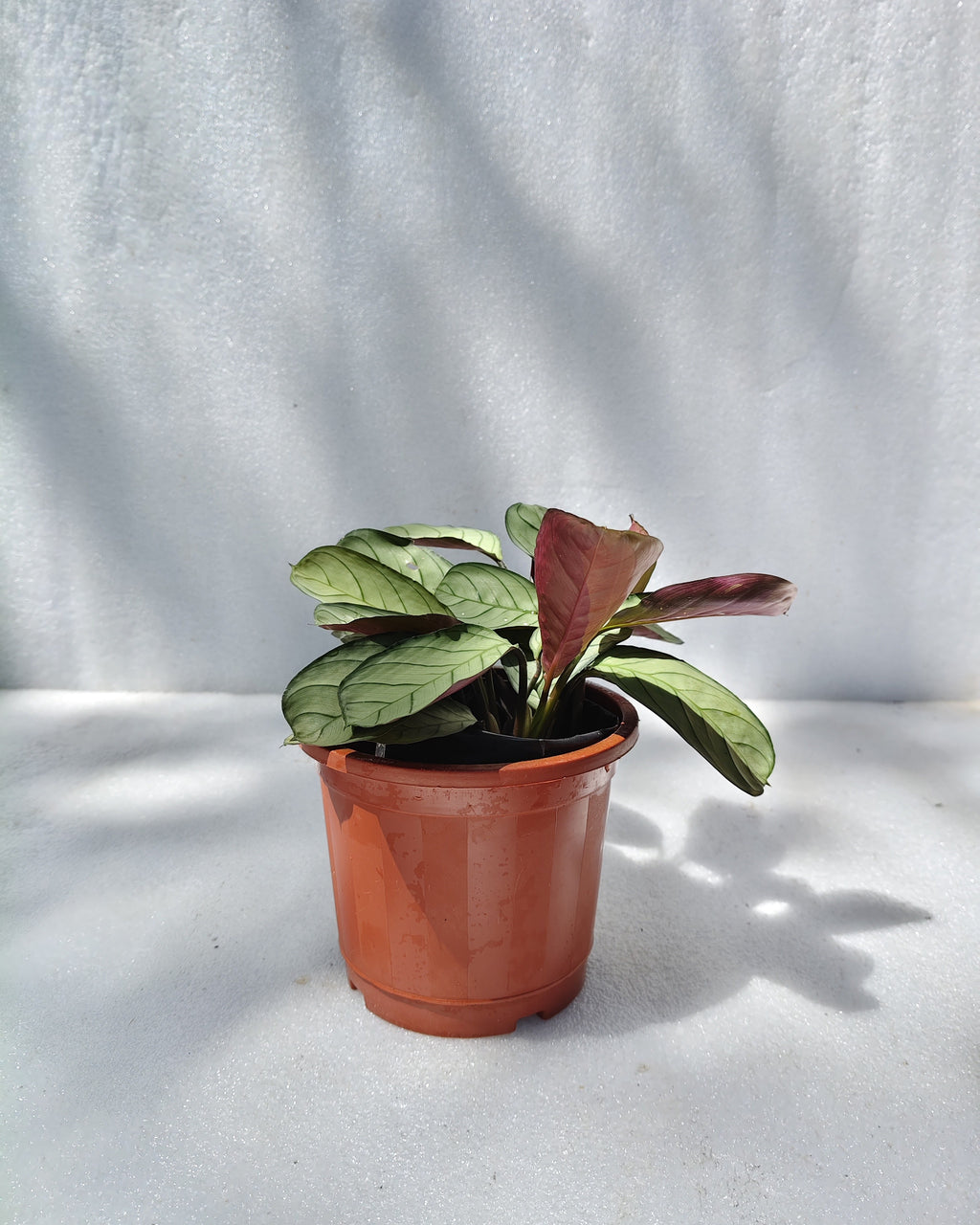 Calathea Ctenanthe