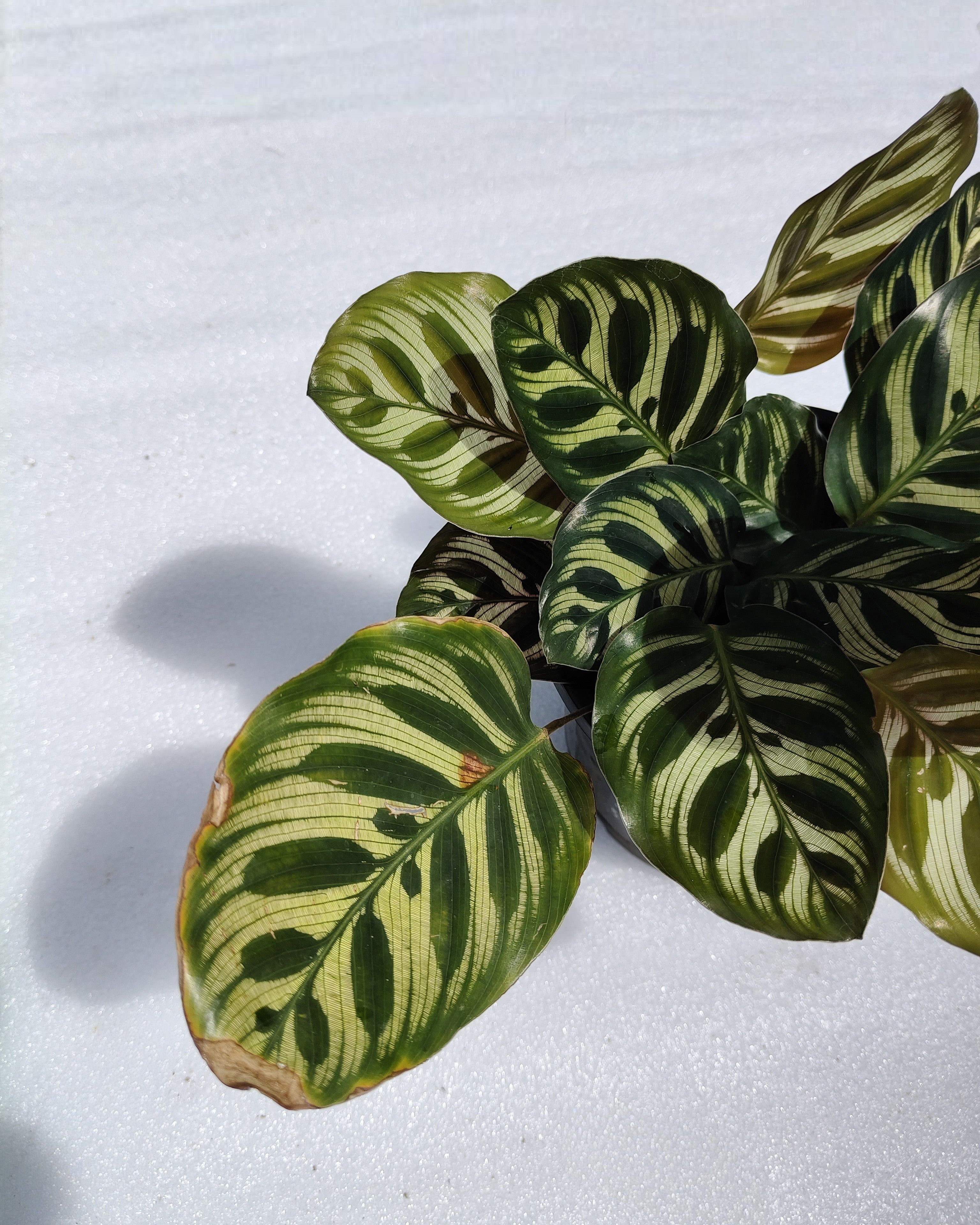 Calathea Peacock