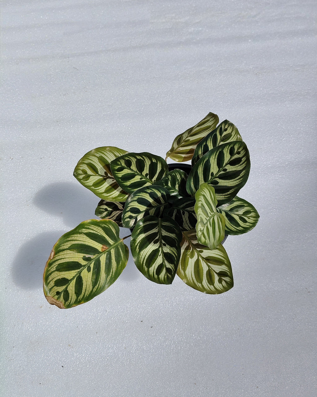 Calathea Peacock