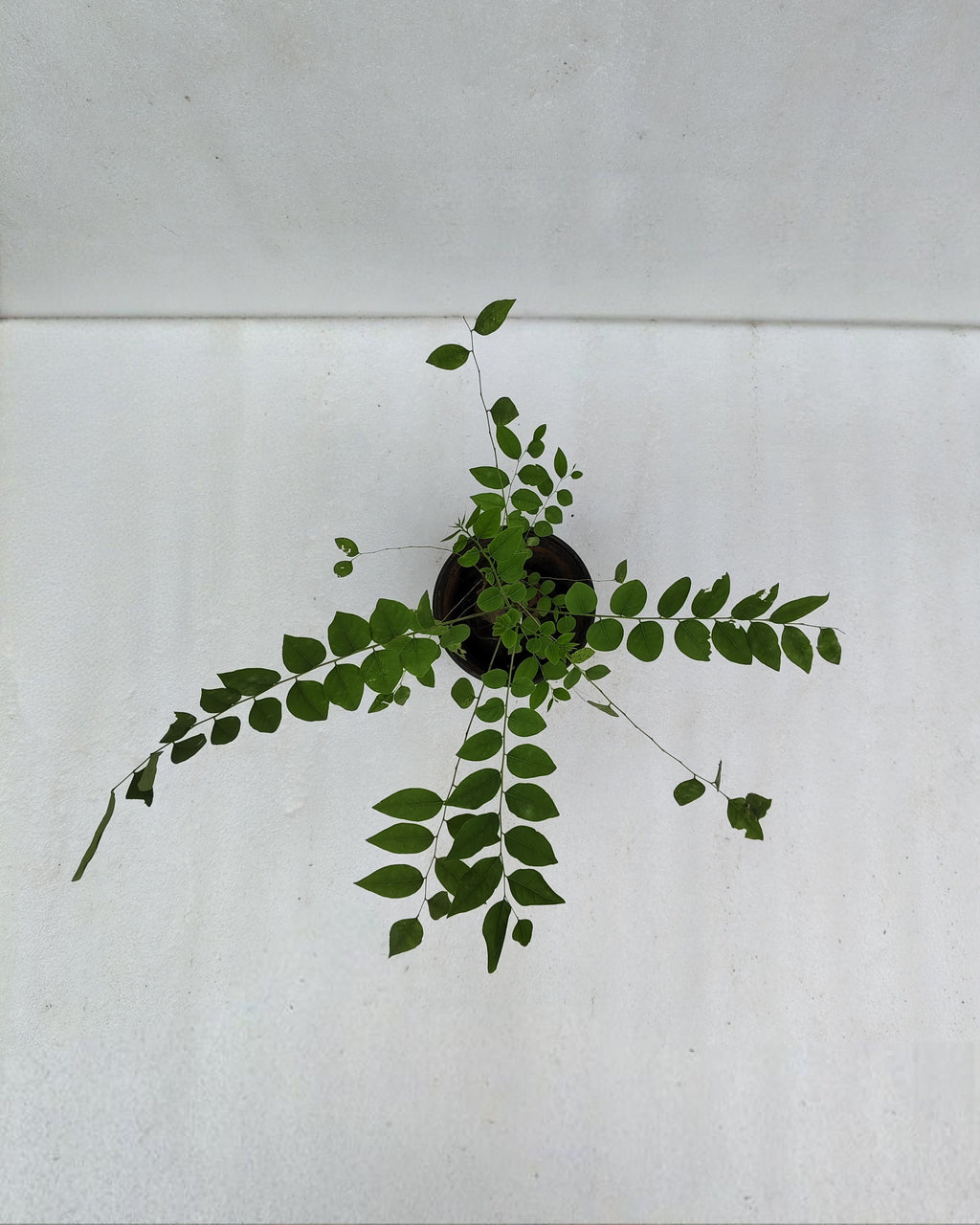 Chathura Nellika | Star Gooseberry