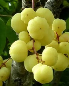 Chathura Nellika | Star Gooseberry