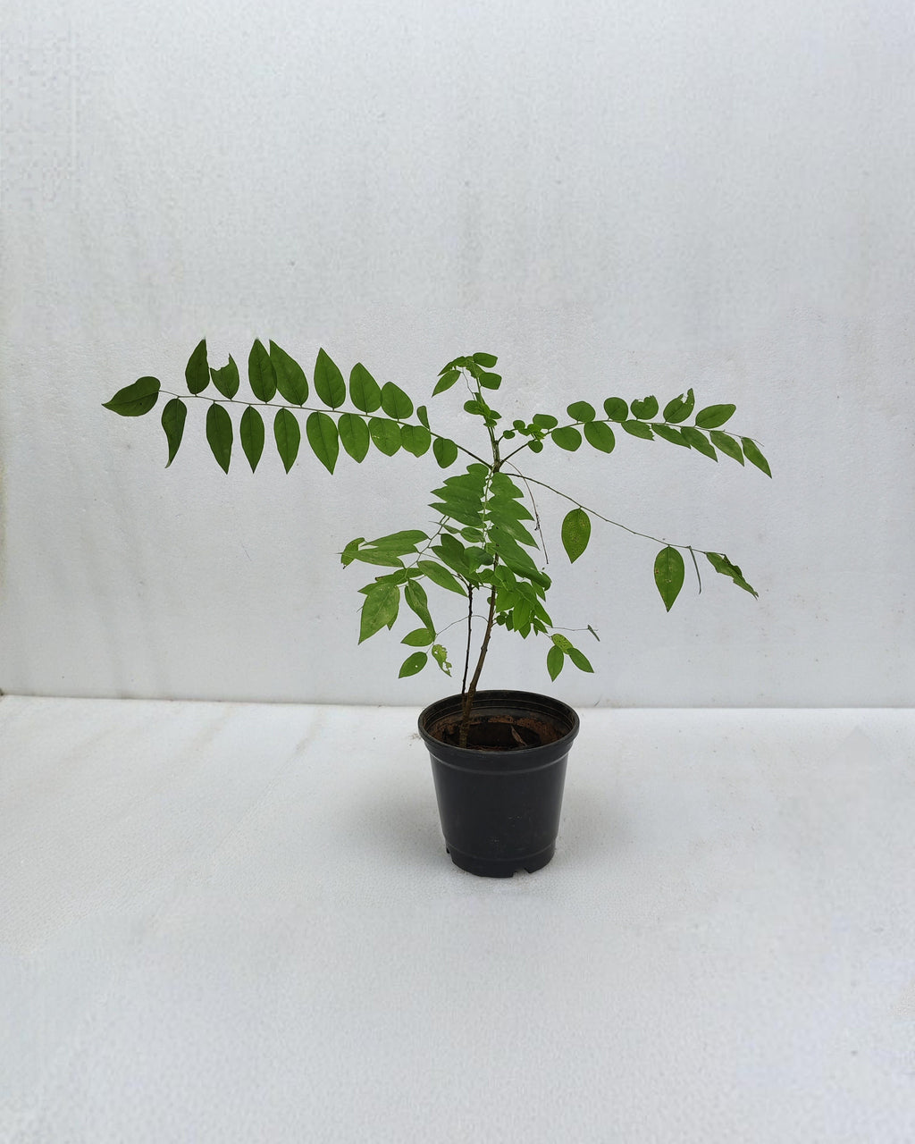 Chathura Nellika | Star Gooseberry