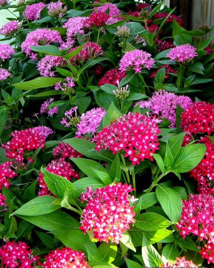 6 Colorful Pentas Plants Combo