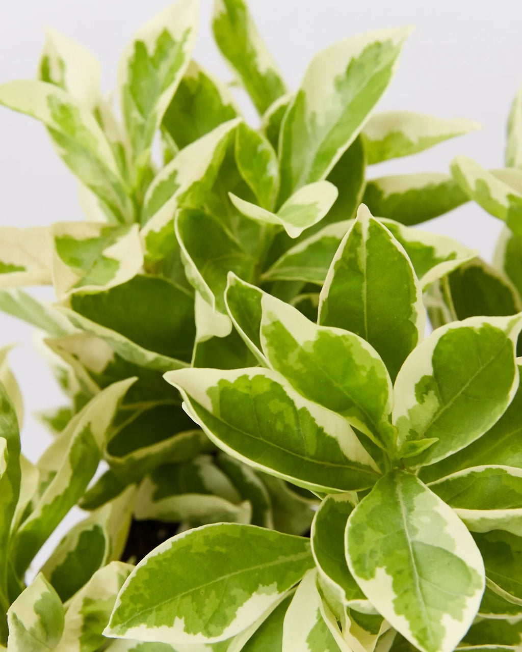 Yesterday Today Tomorrow Plant Variegated