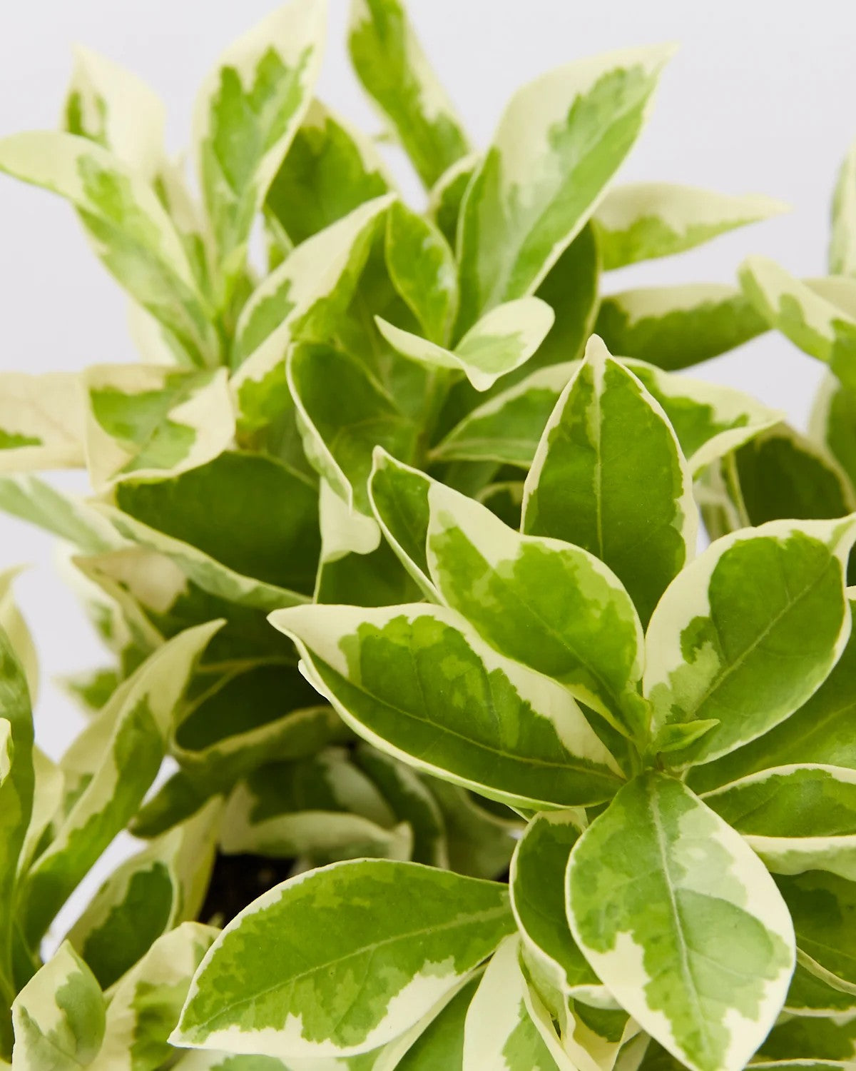 Yesterday Today Tomorrow Plant Variegated