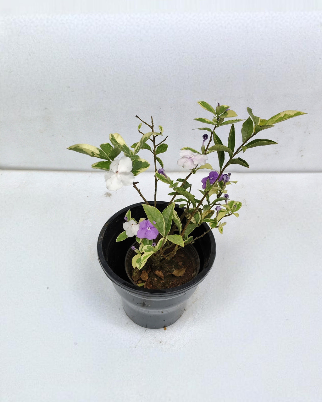 Yesterday Today Tomorrow Plant Variegated