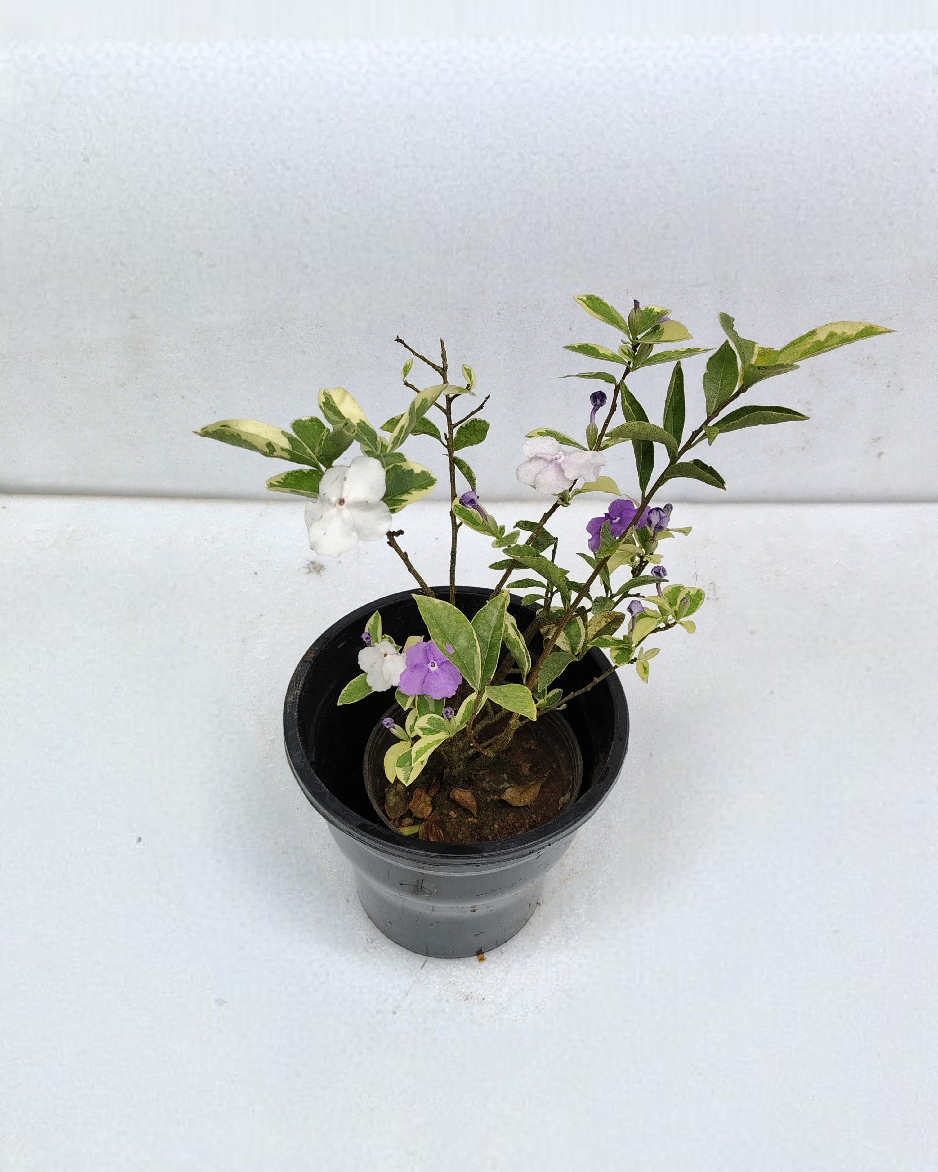 Yesterday Today Tomorrow Plant Variegated