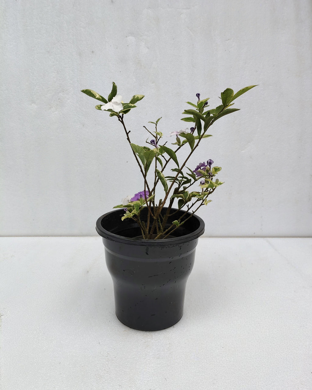 Yesterday Today Tomorrow Plant Variegated