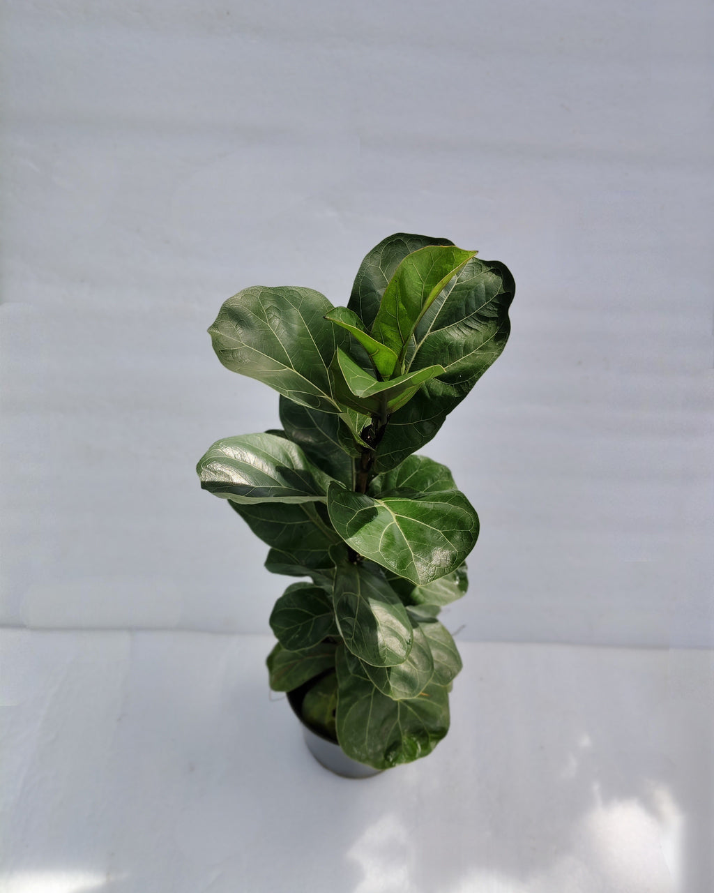 Fiddle Leaf Fig | Miniature