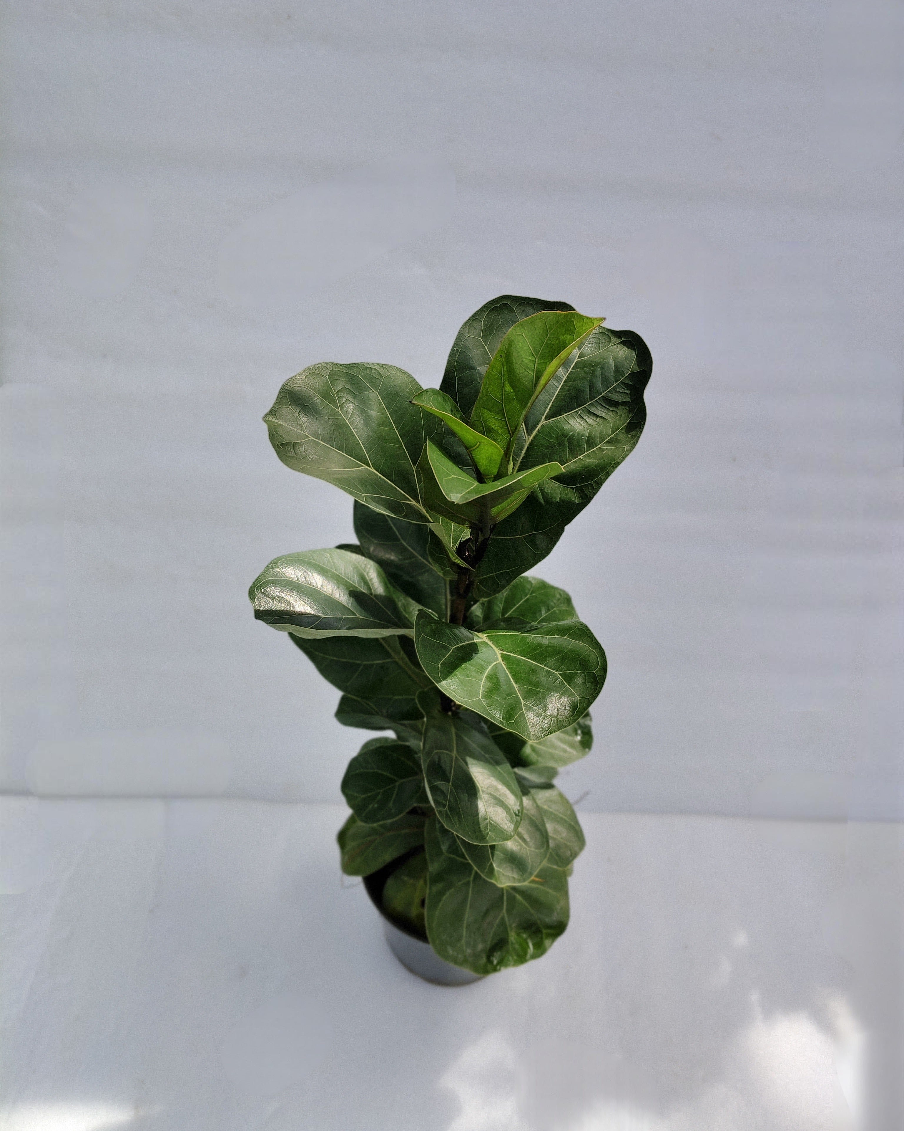 Fiddle Leaf Fig | Miniature