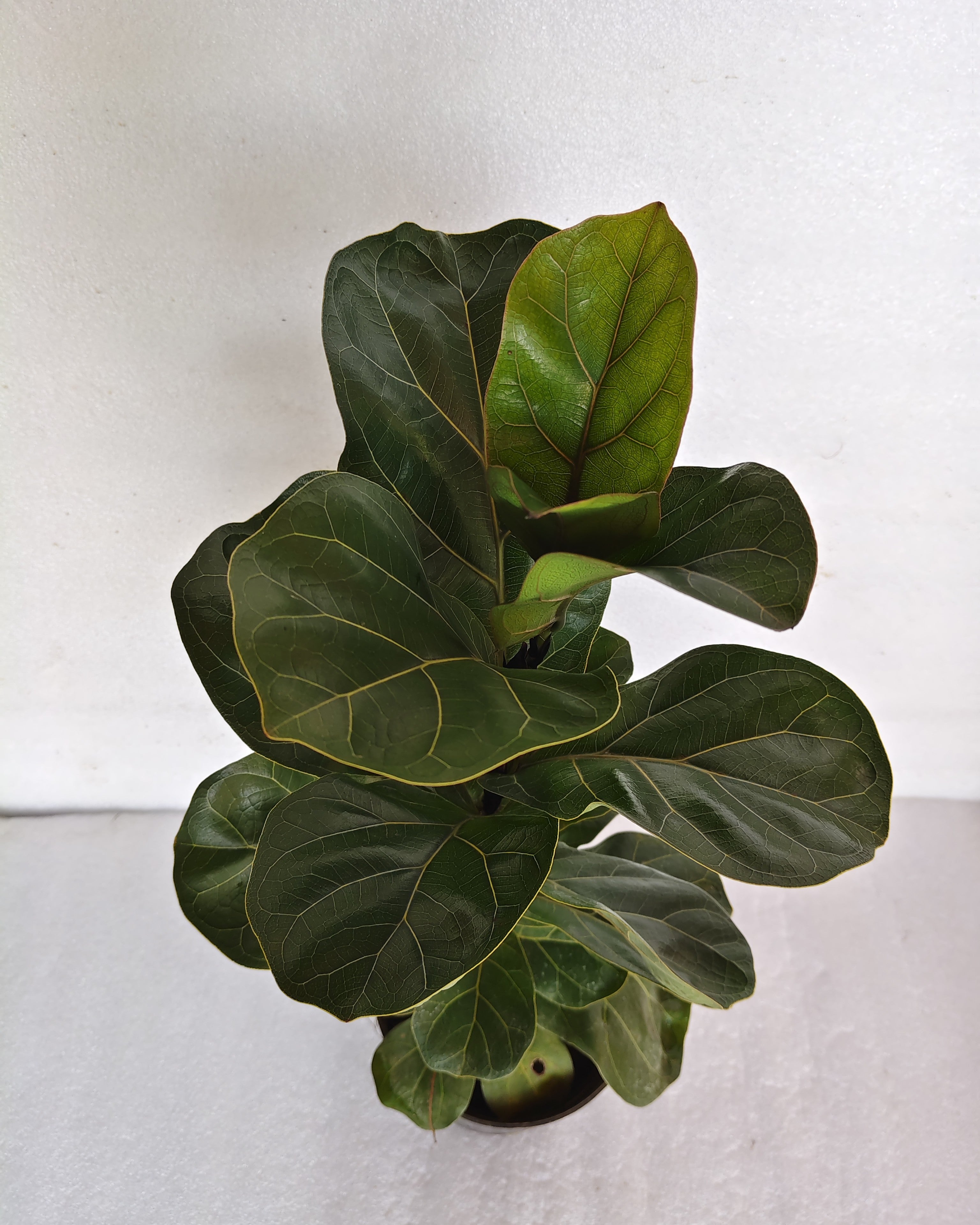 Fiddle Leaf Fig | Miniature