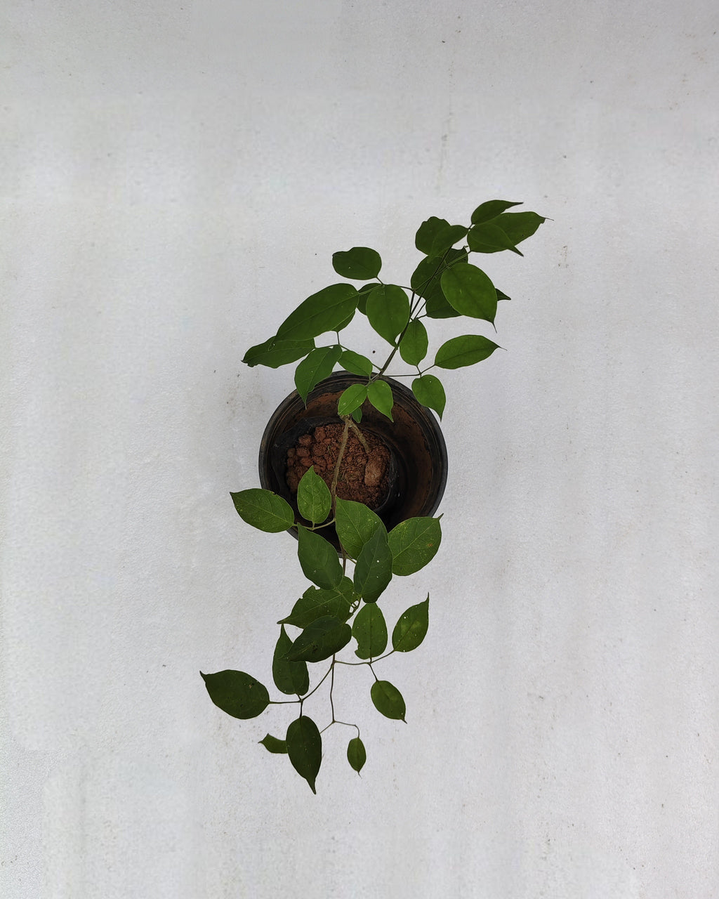 Flame Vine - Ottumulla