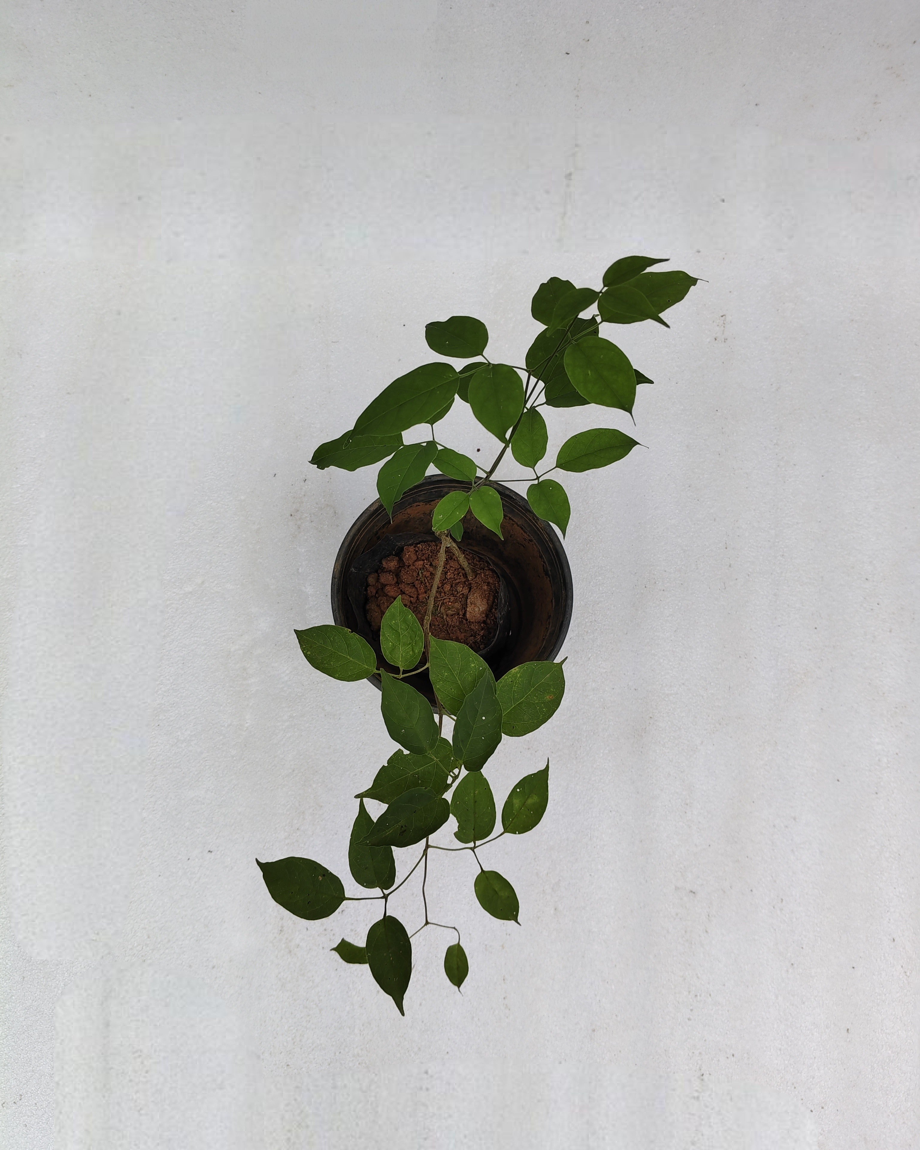 Flame Vine - Ottumulla