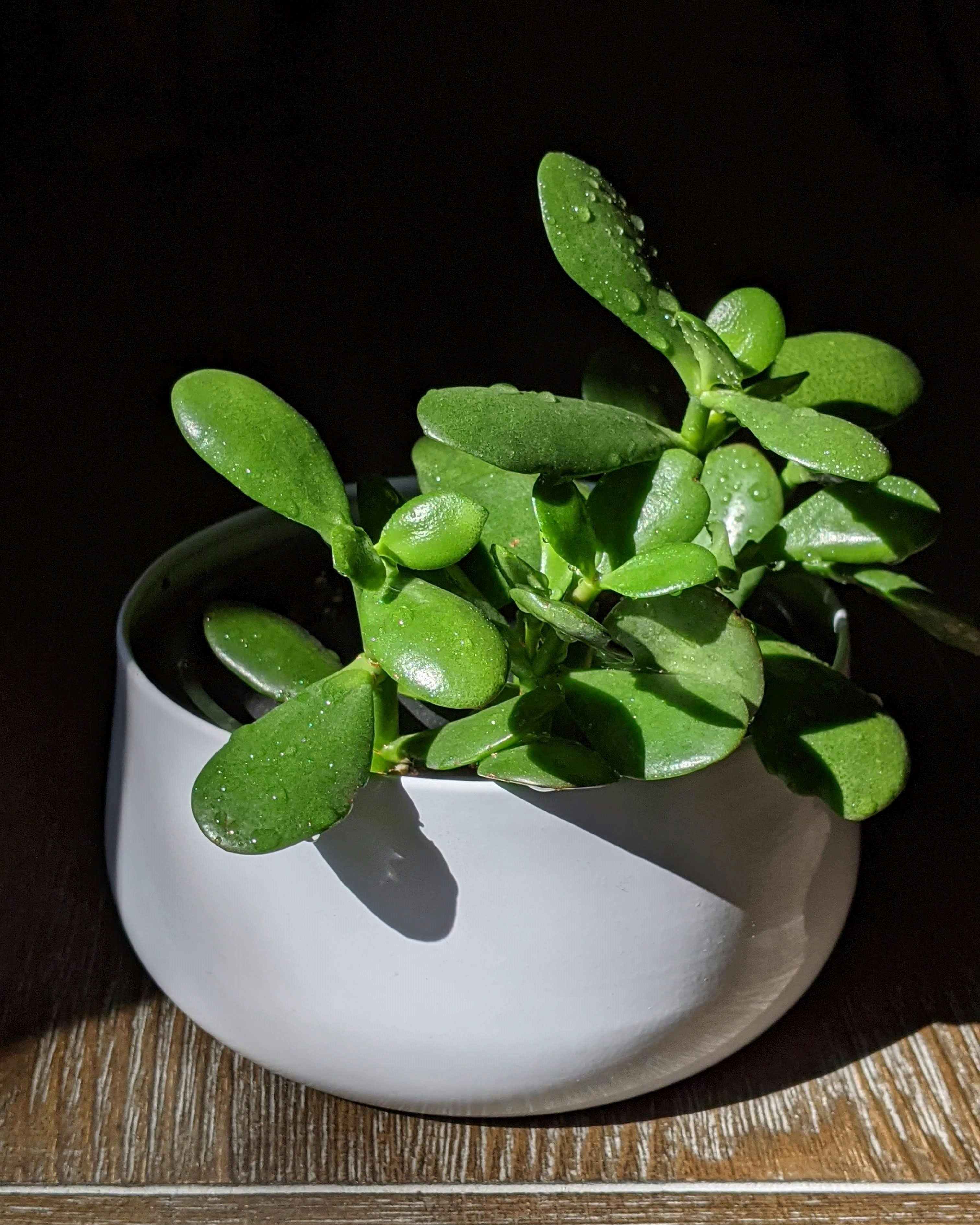 Jade Plant