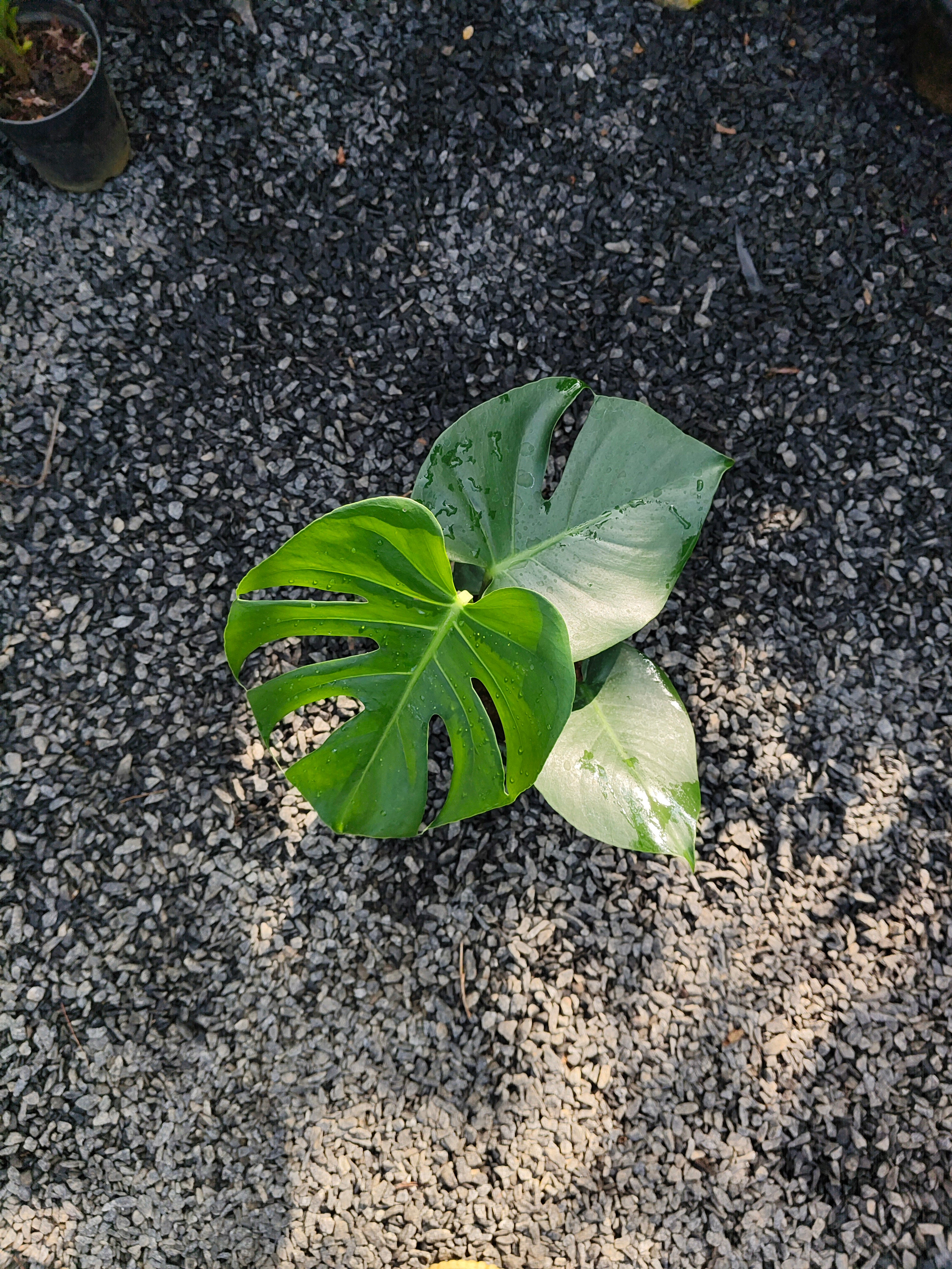 Monstera Deliciosa