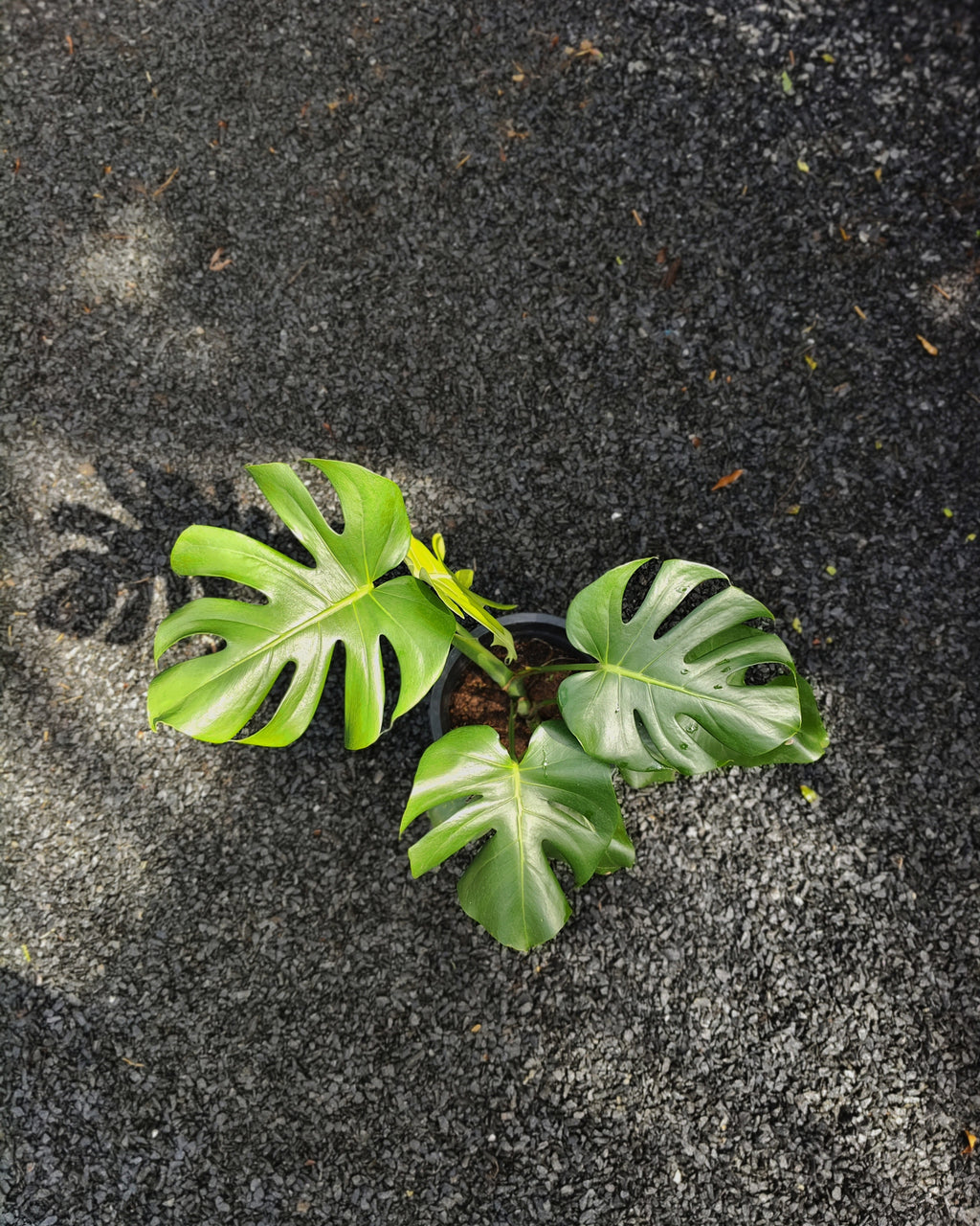 Monstera Deliciosa