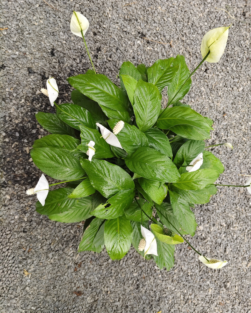 Peace Lily | Single Plant