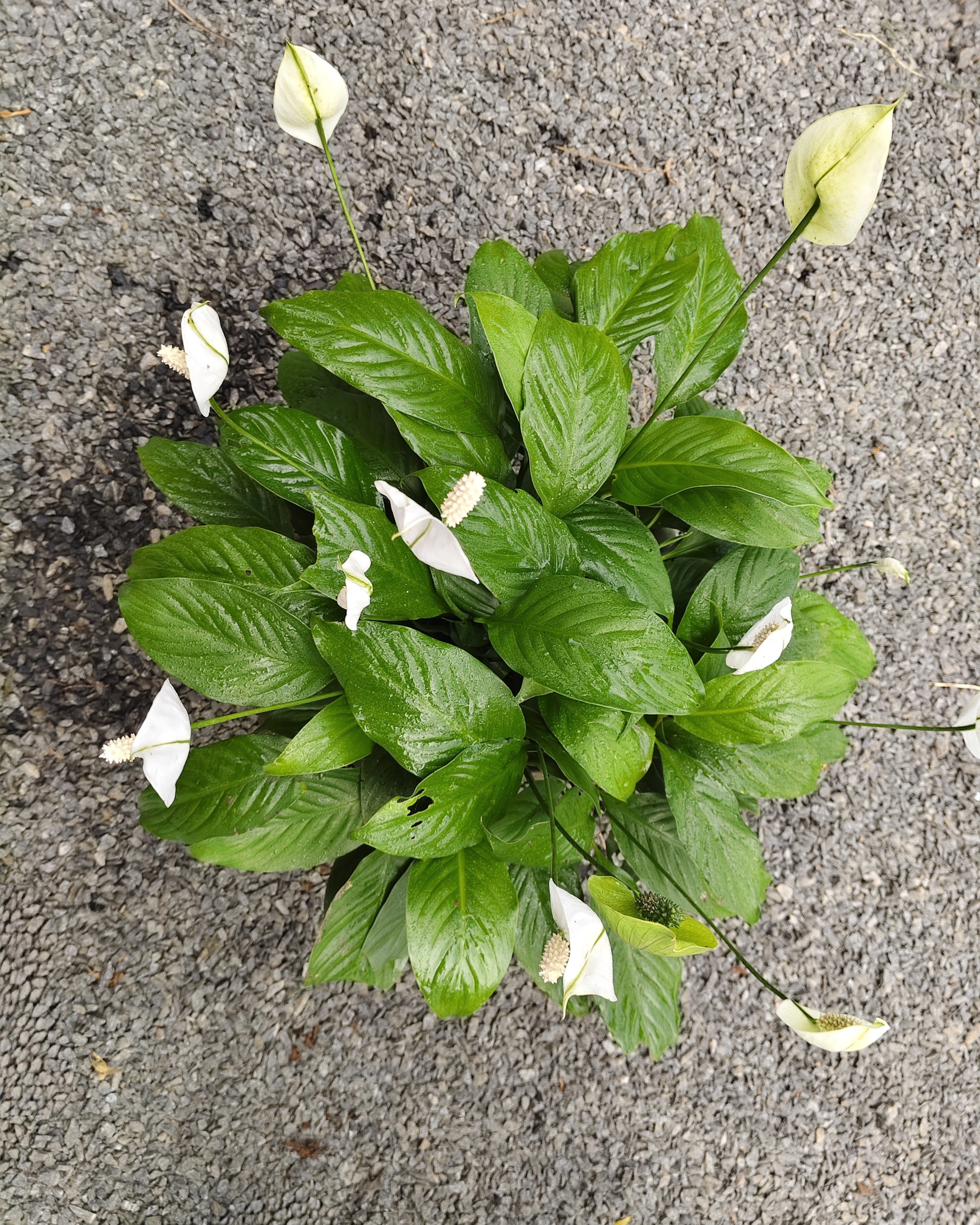 Peace Lily | Single Plant