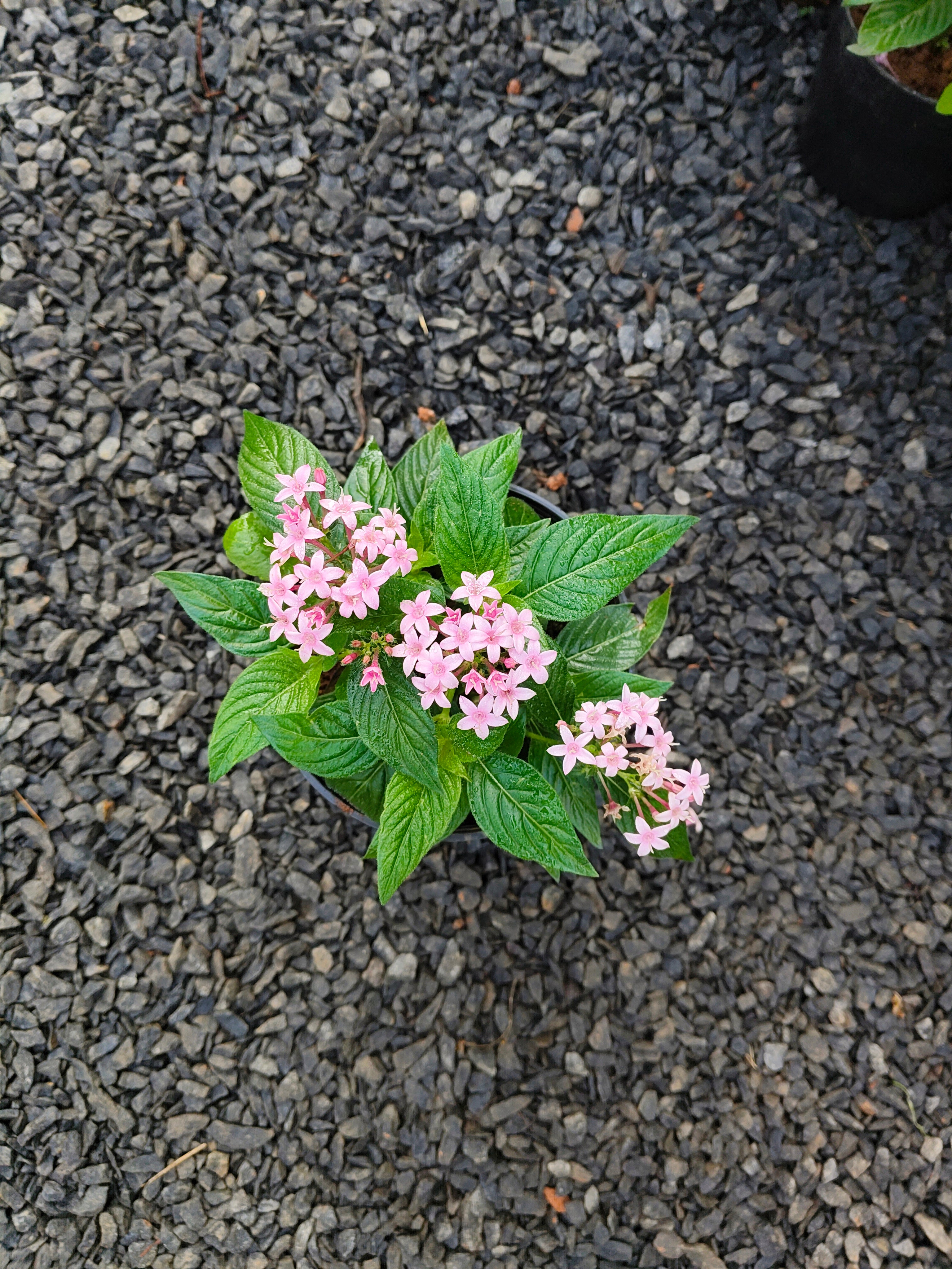 6 Colorful Pentas Plants Combo
