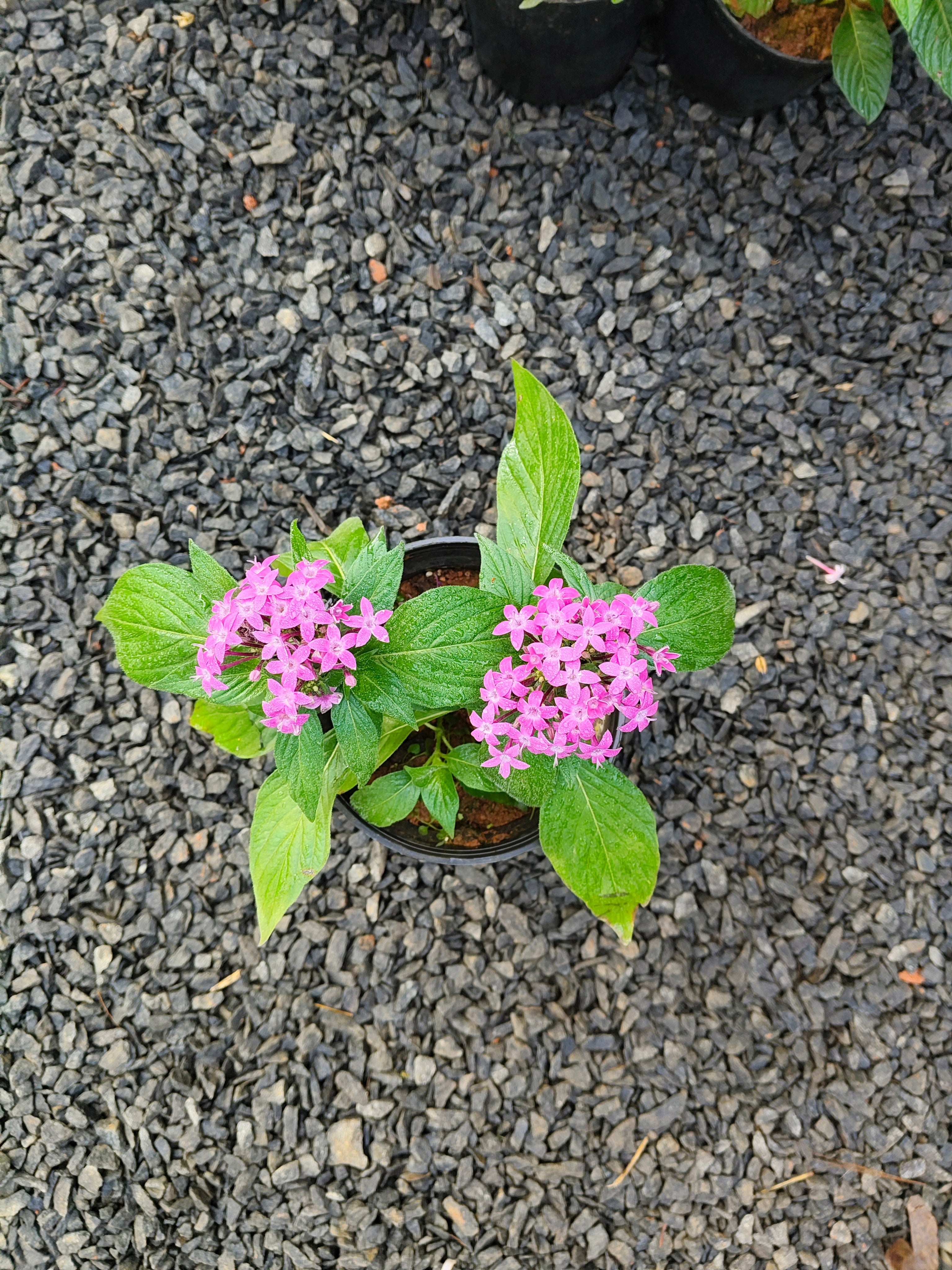 6 Colorful Pentas Plants Combo