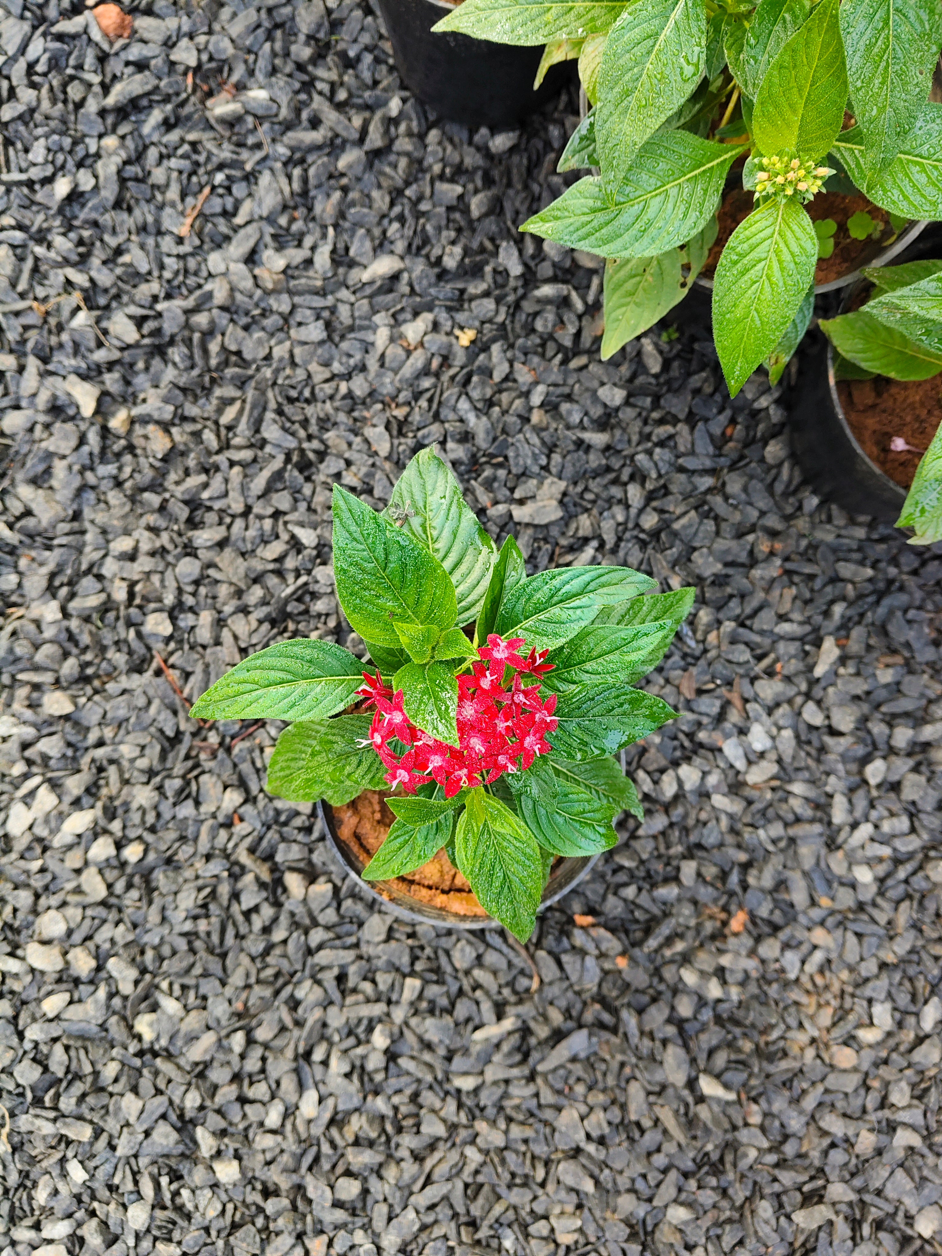 6 Colorful Pentas Plants Combo