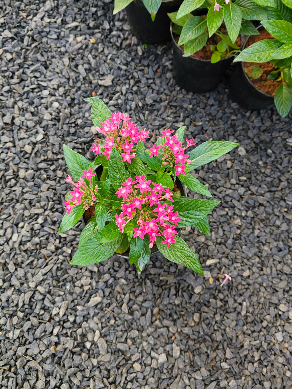 6 Colorful Pentas Plants Combo