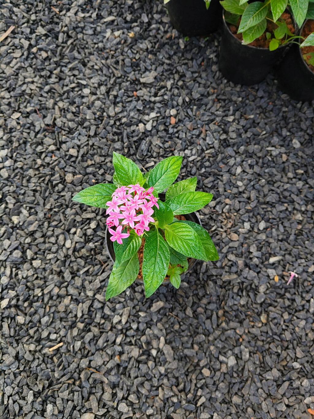 6 Colorful Pentas Plants Combo